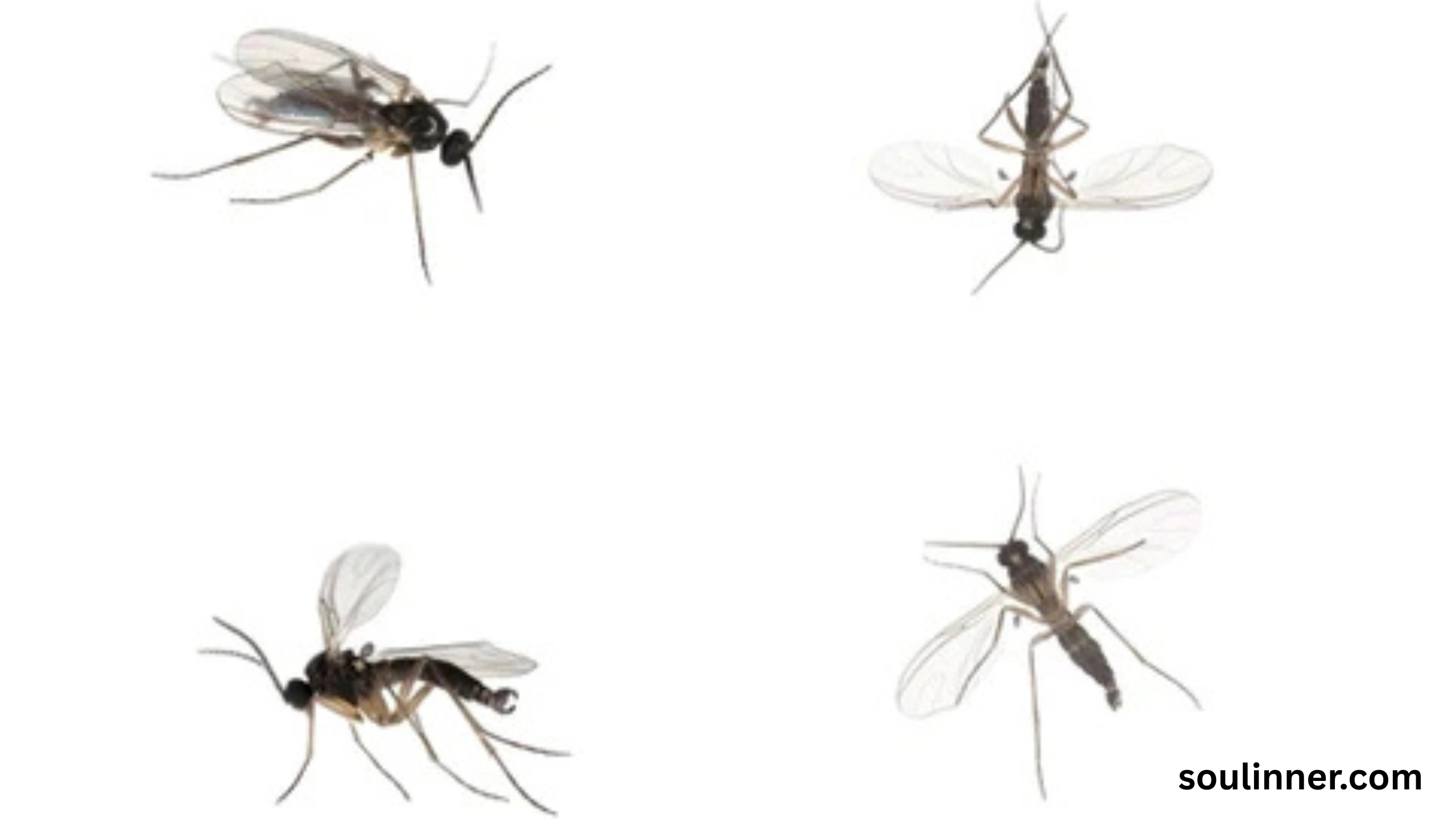 spiritual meaning of gnats in your house
