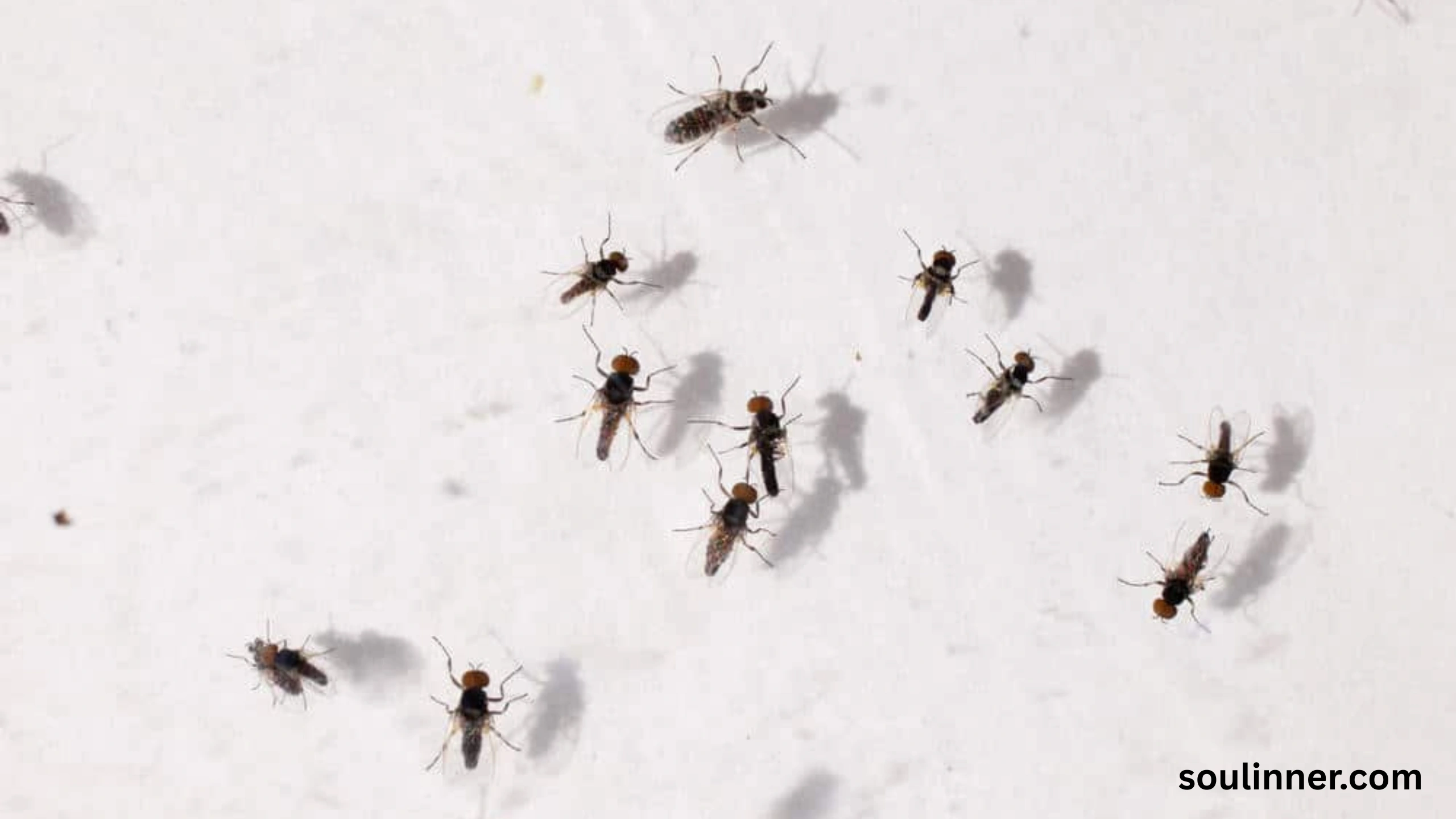 spiritual meaning of gnats in your house