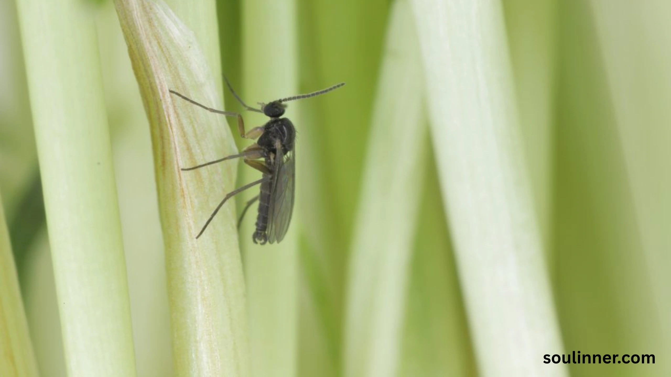 spiritual meaning of gnats in your house
