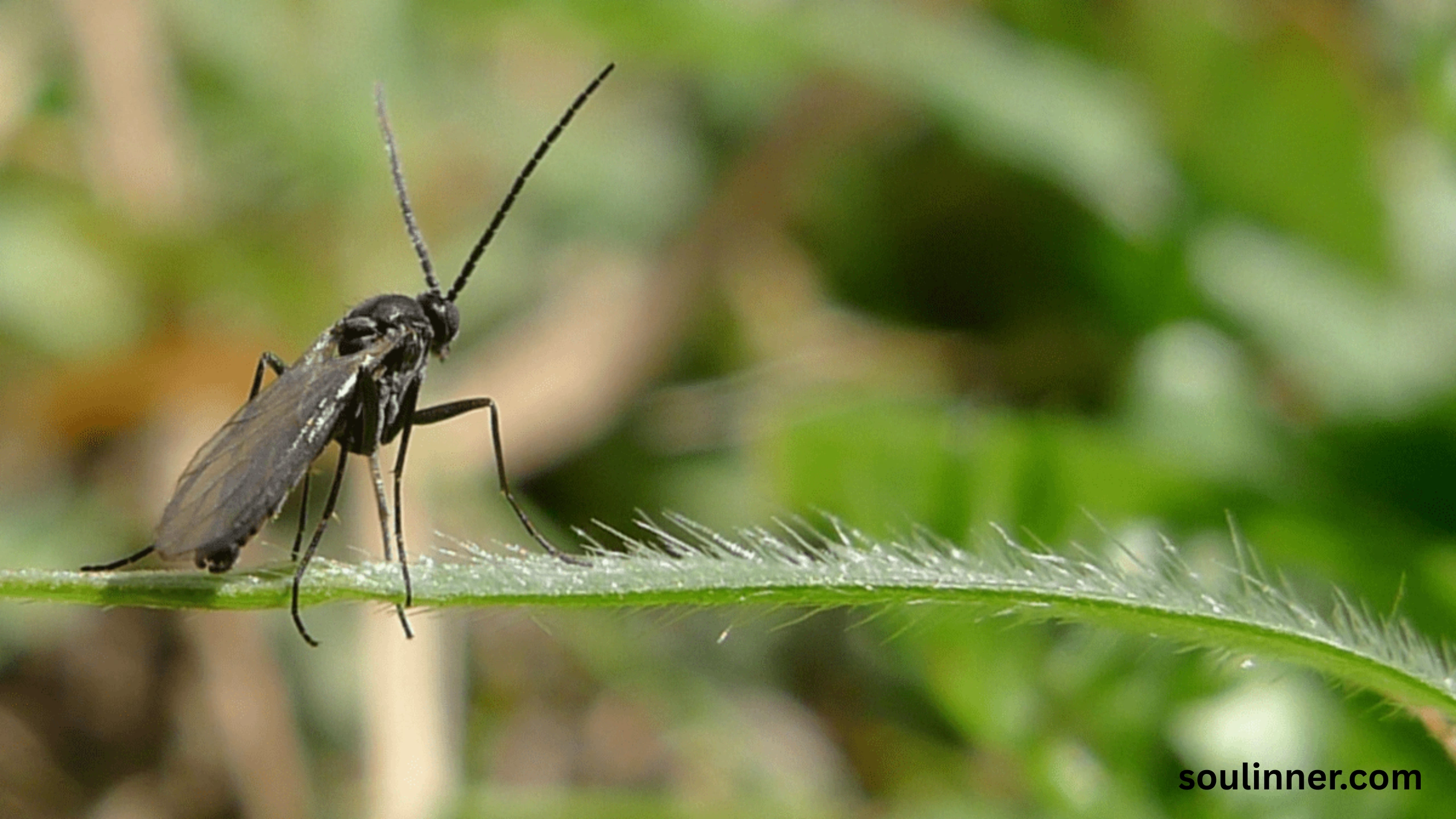 spiritual meaning of gnats in your house