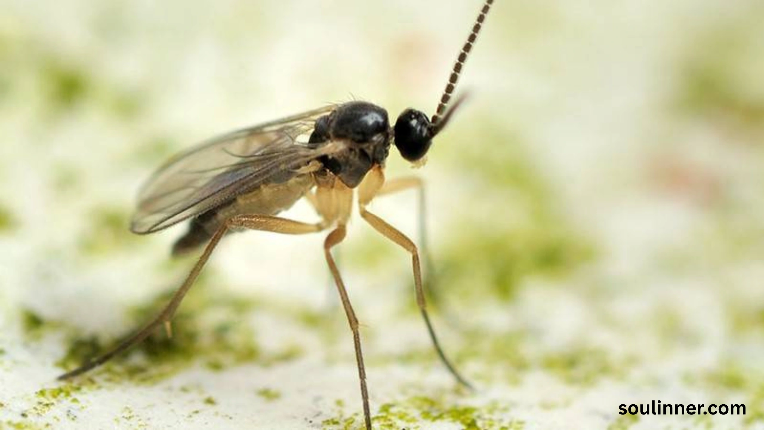 spiritual meaning of gnats in your house