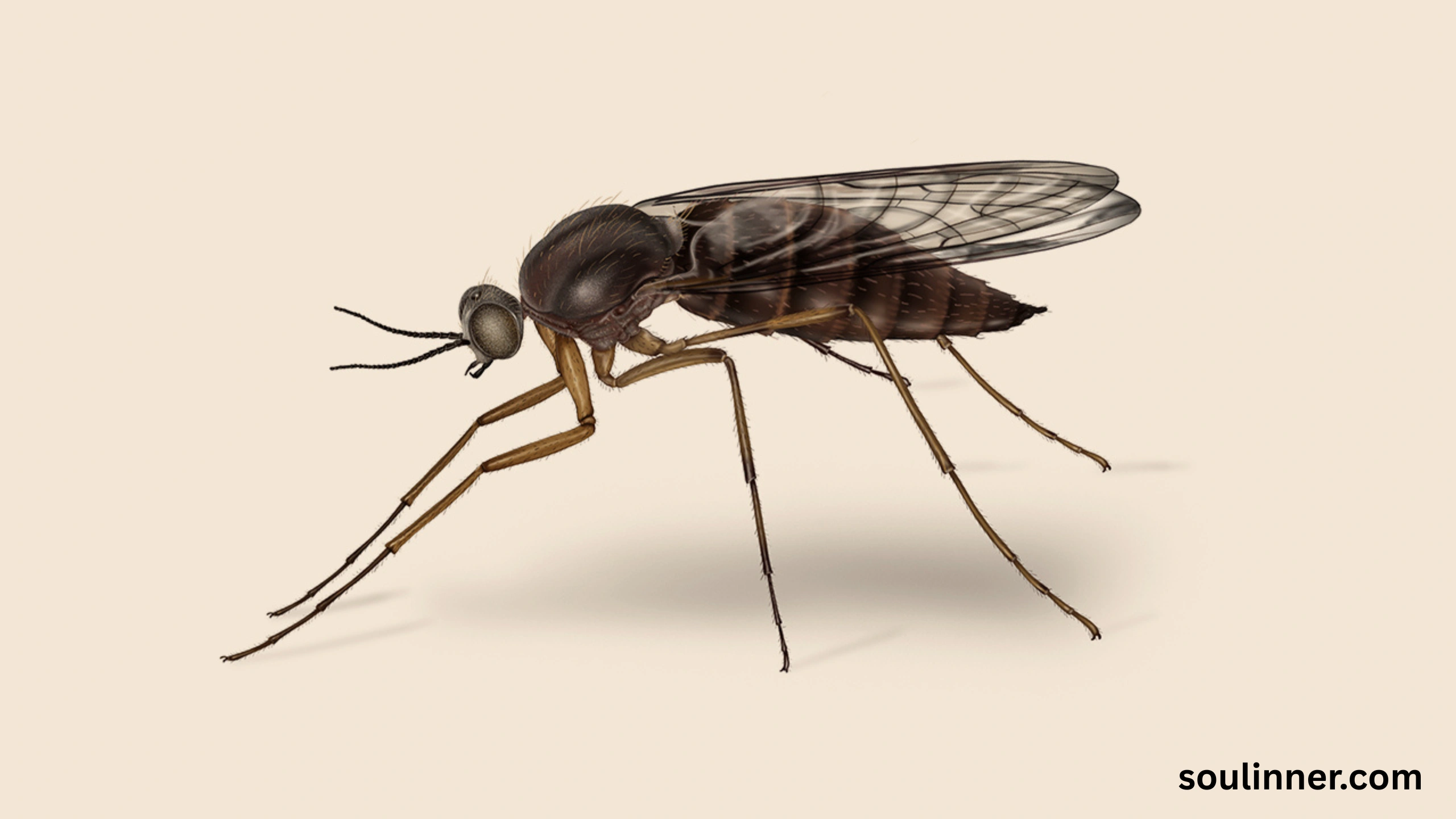 spiritual meaning of gnats in your house