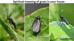 spiritual meaning of gnats in your house