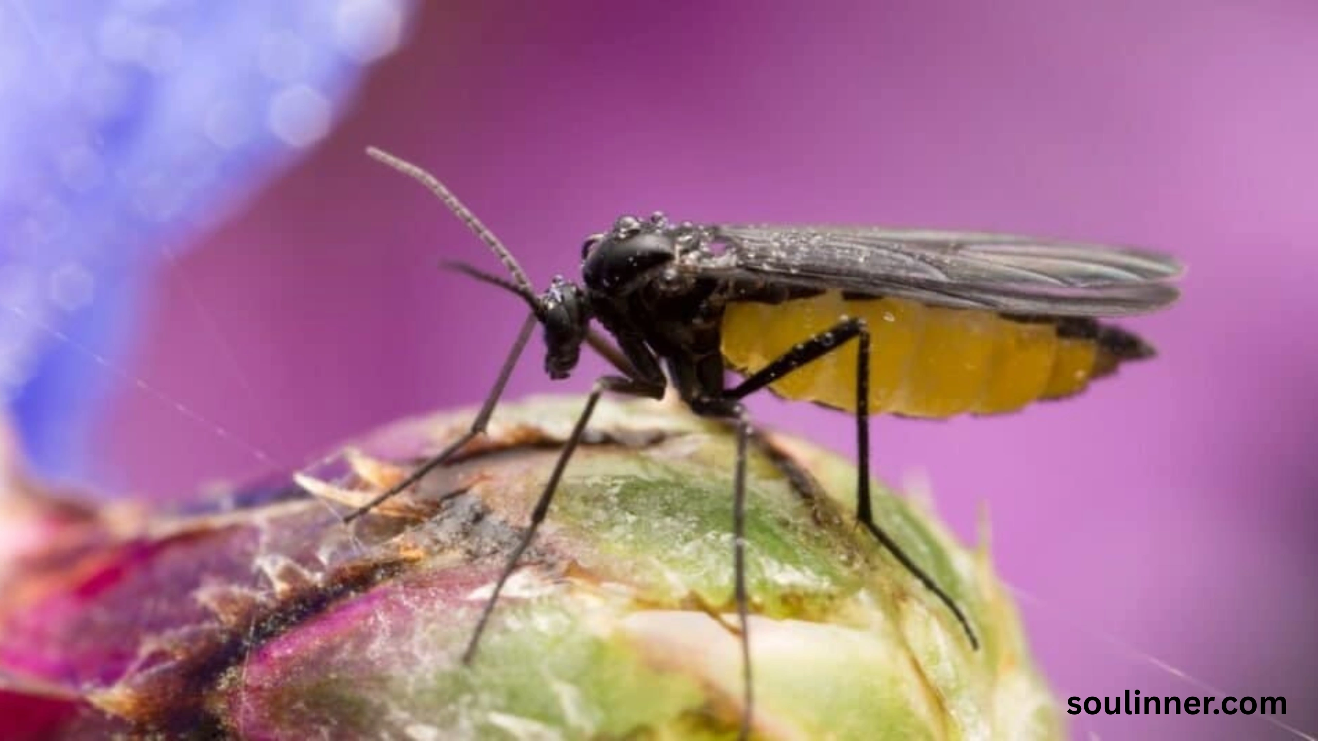 spiritual meaning of gnats in your house