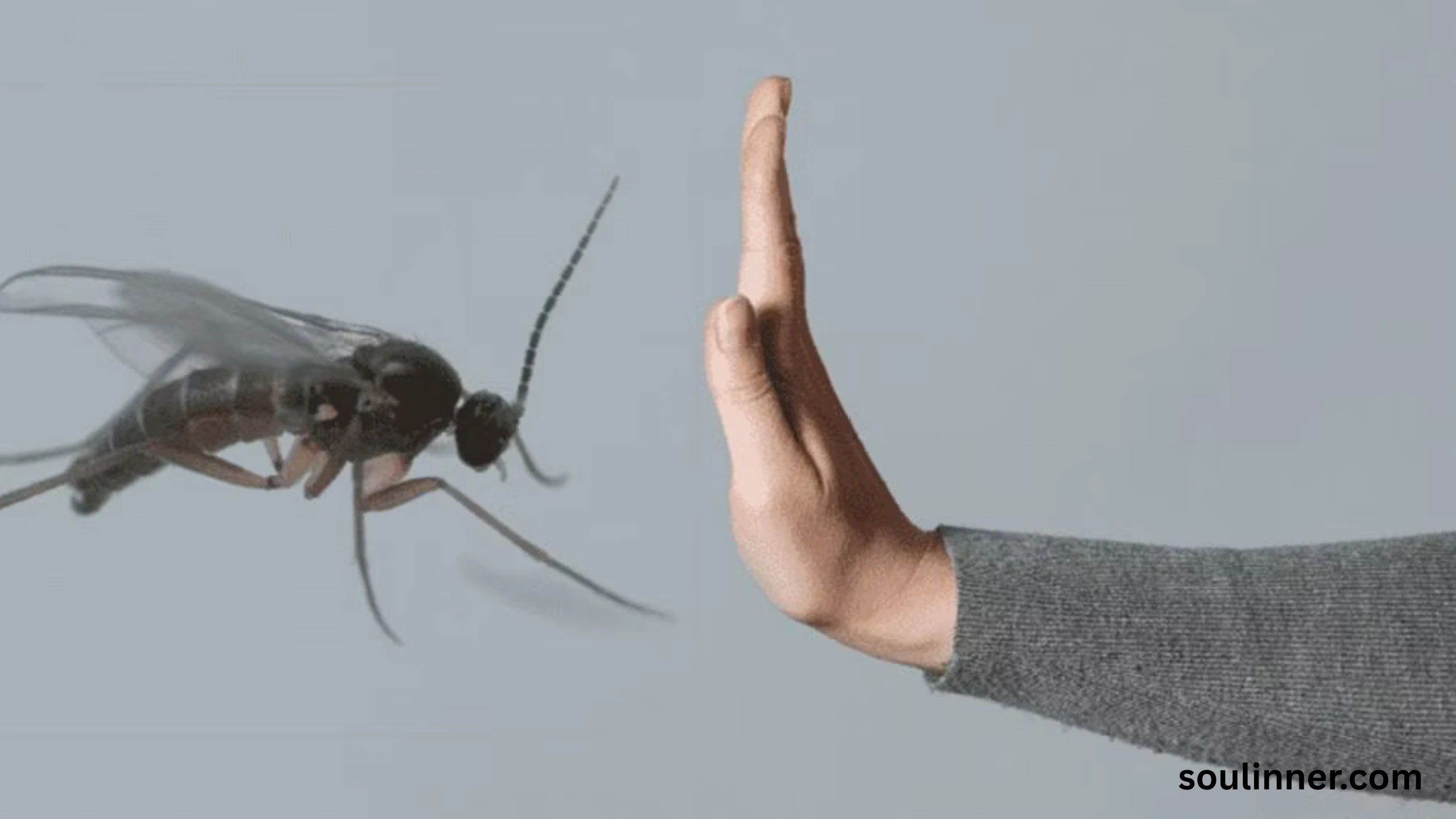 spiritual meaning of gnats in your house