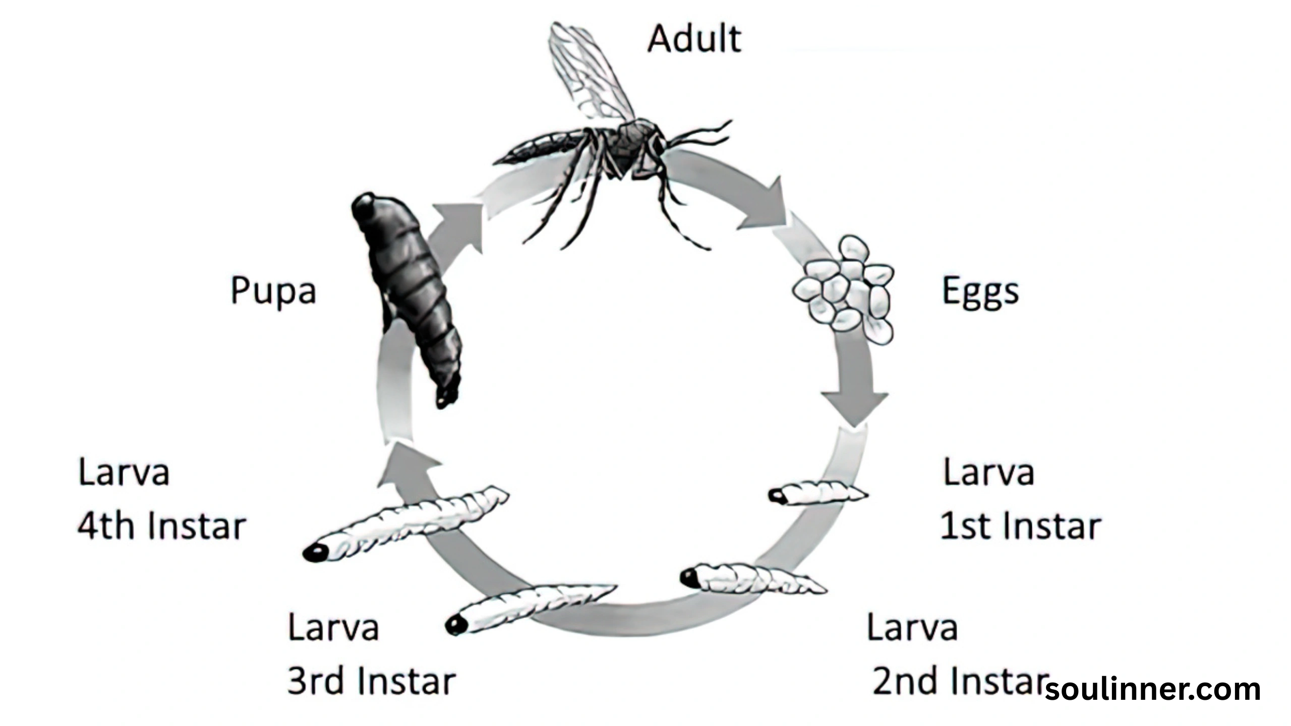 spiritual meaning of gnats in your house