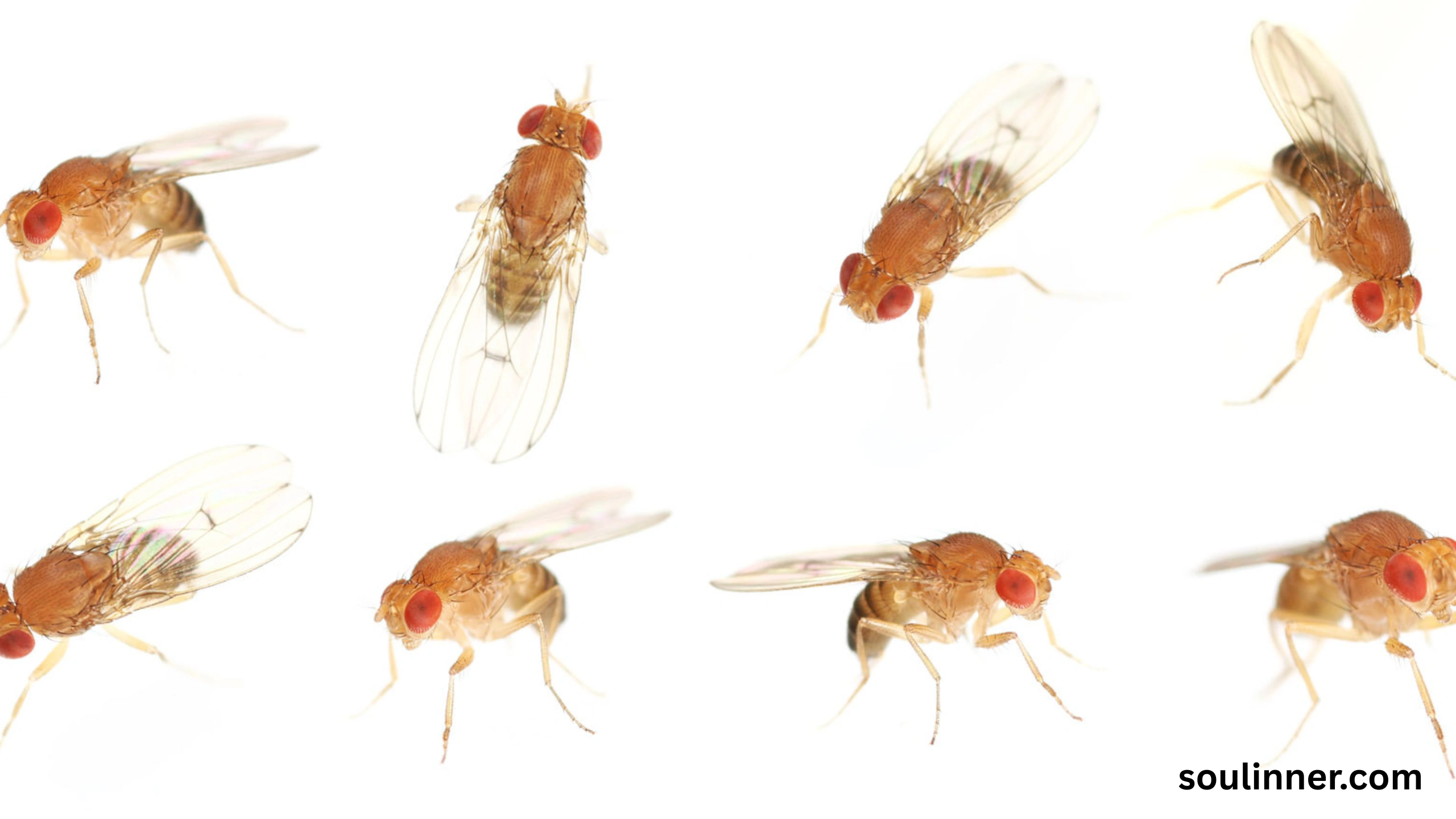 spiritual meaning of gnats in your house