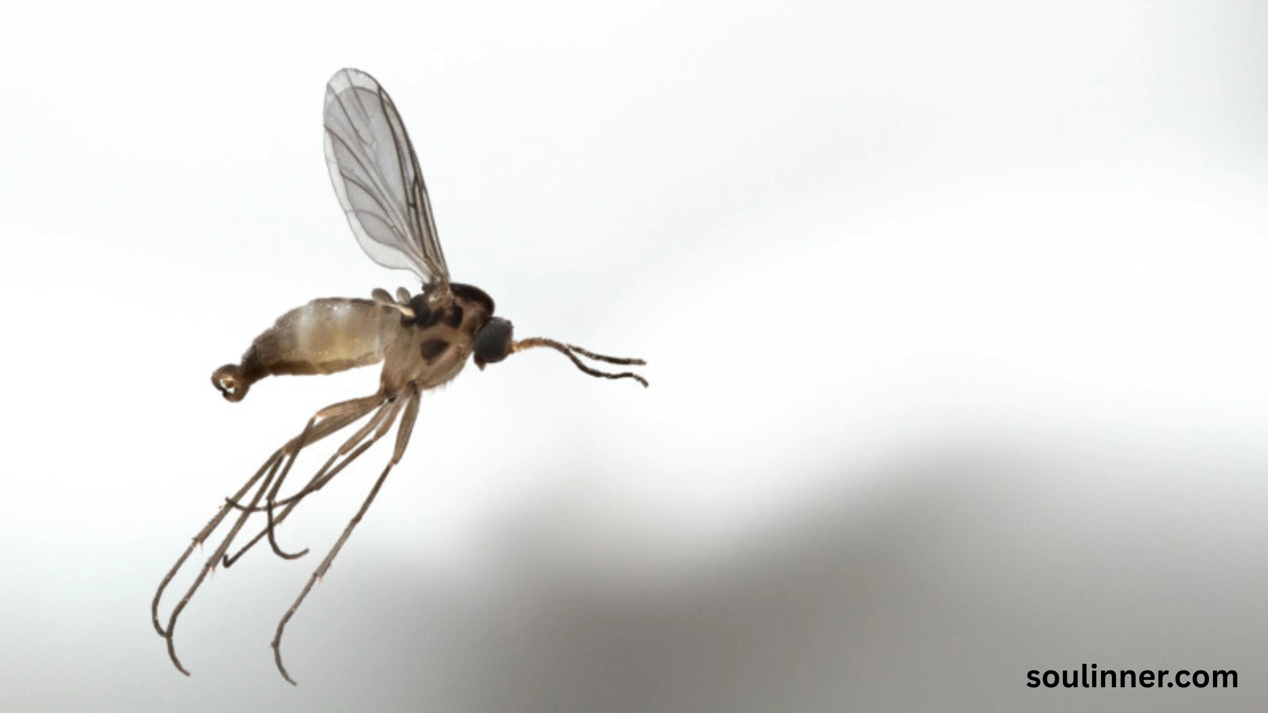 spiritual meaning of gnats in your house