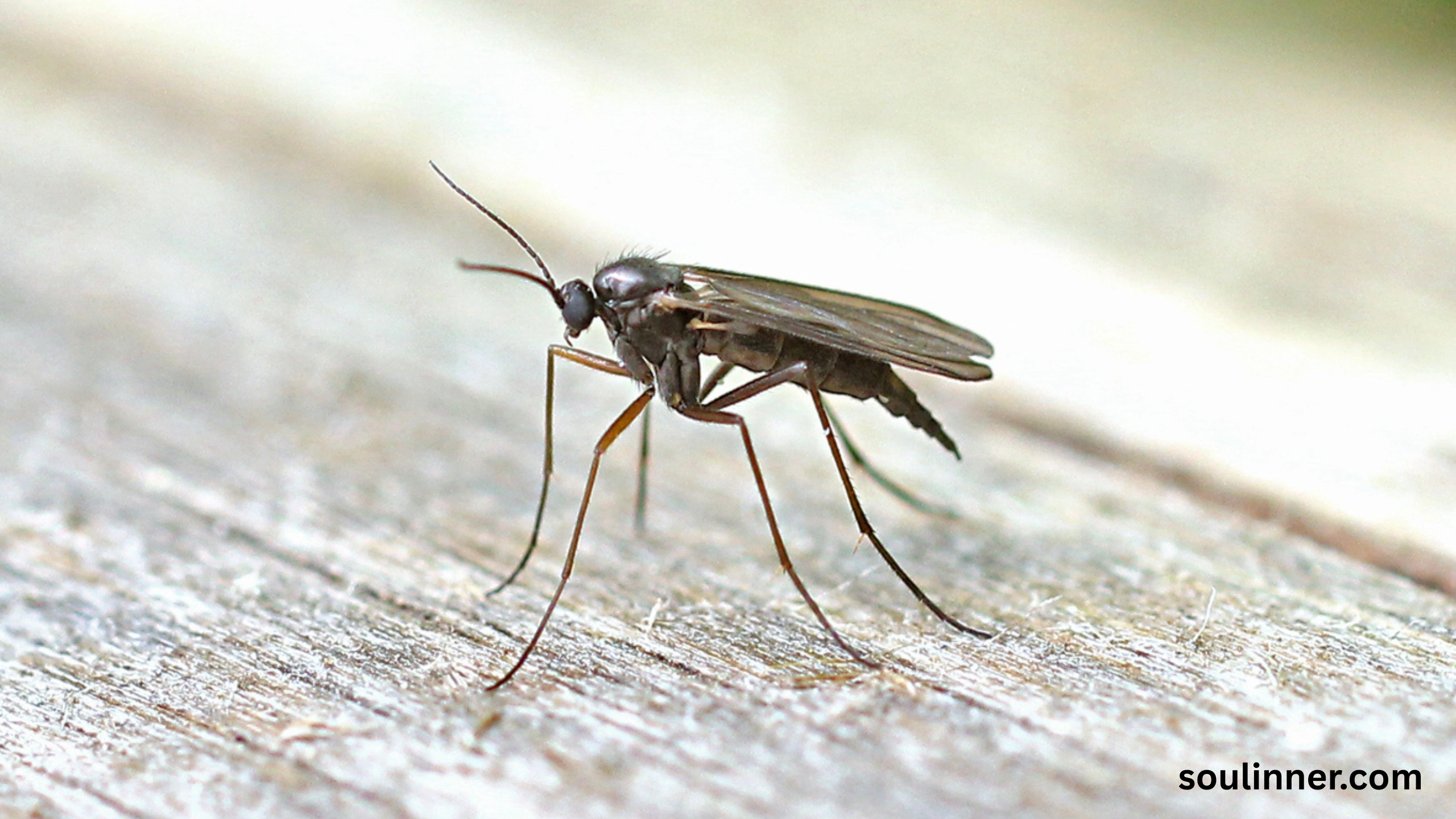 spiritual meaning of gnats in your house