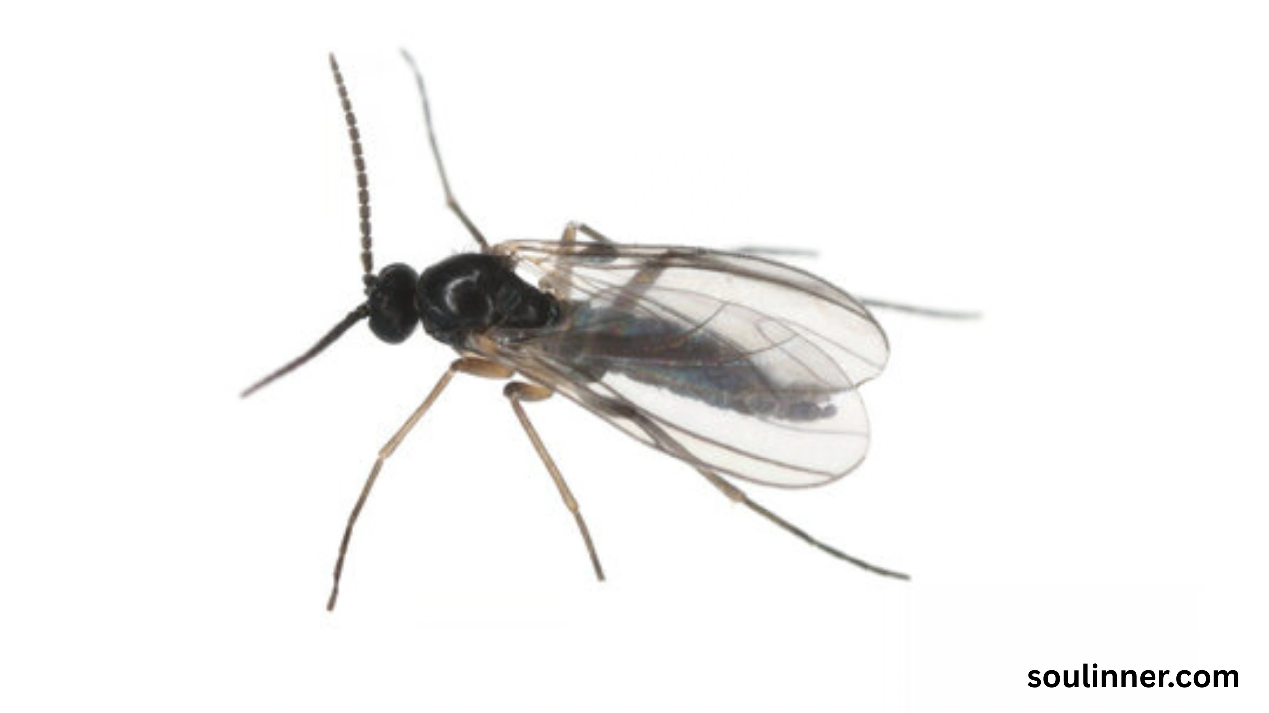 spiritual meaning of gnats in your house