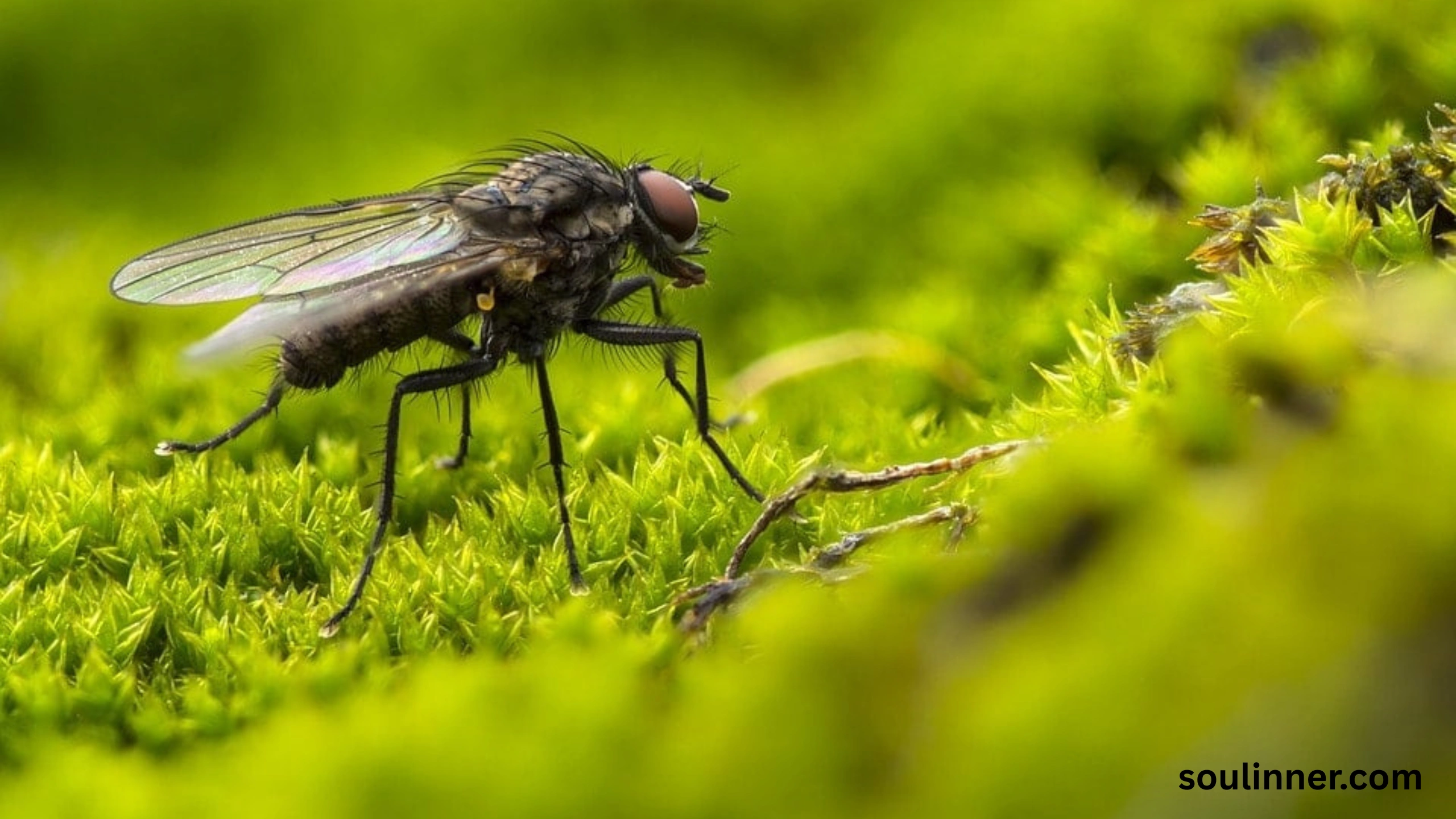 spiritual meaning of gnats in your house
