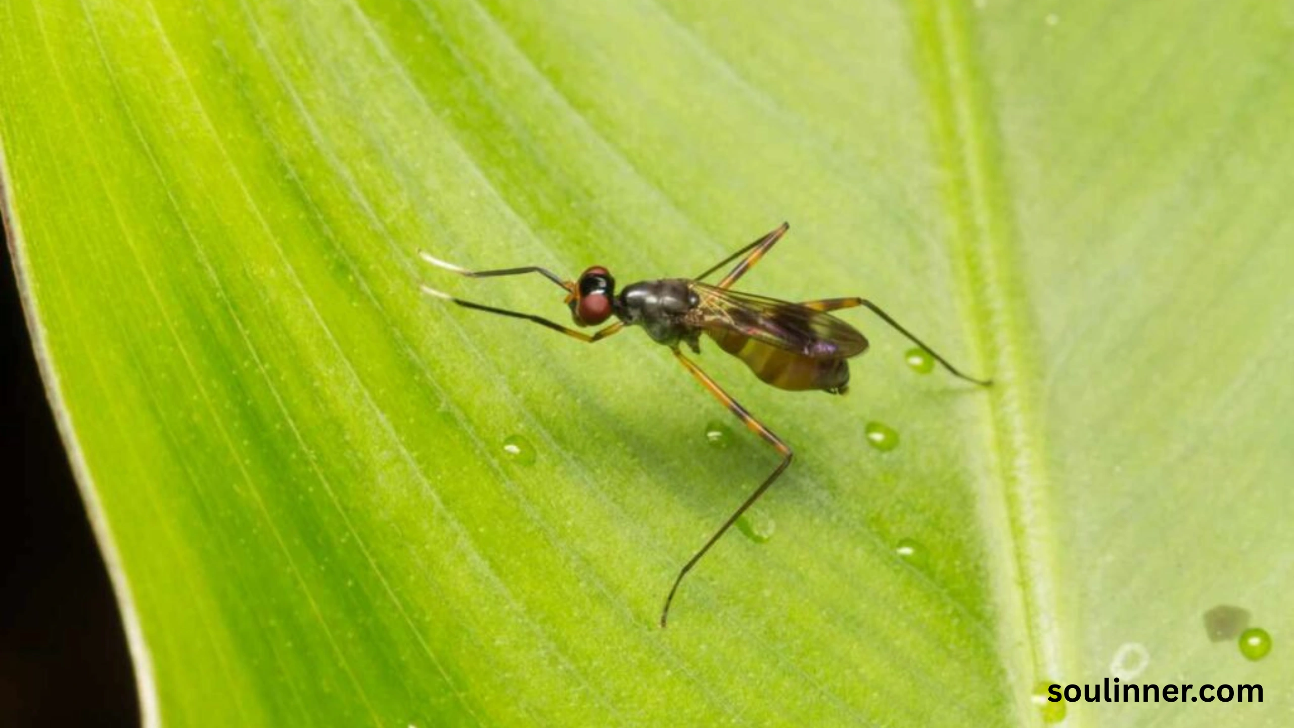 spiritual meaning of gnats in your house
