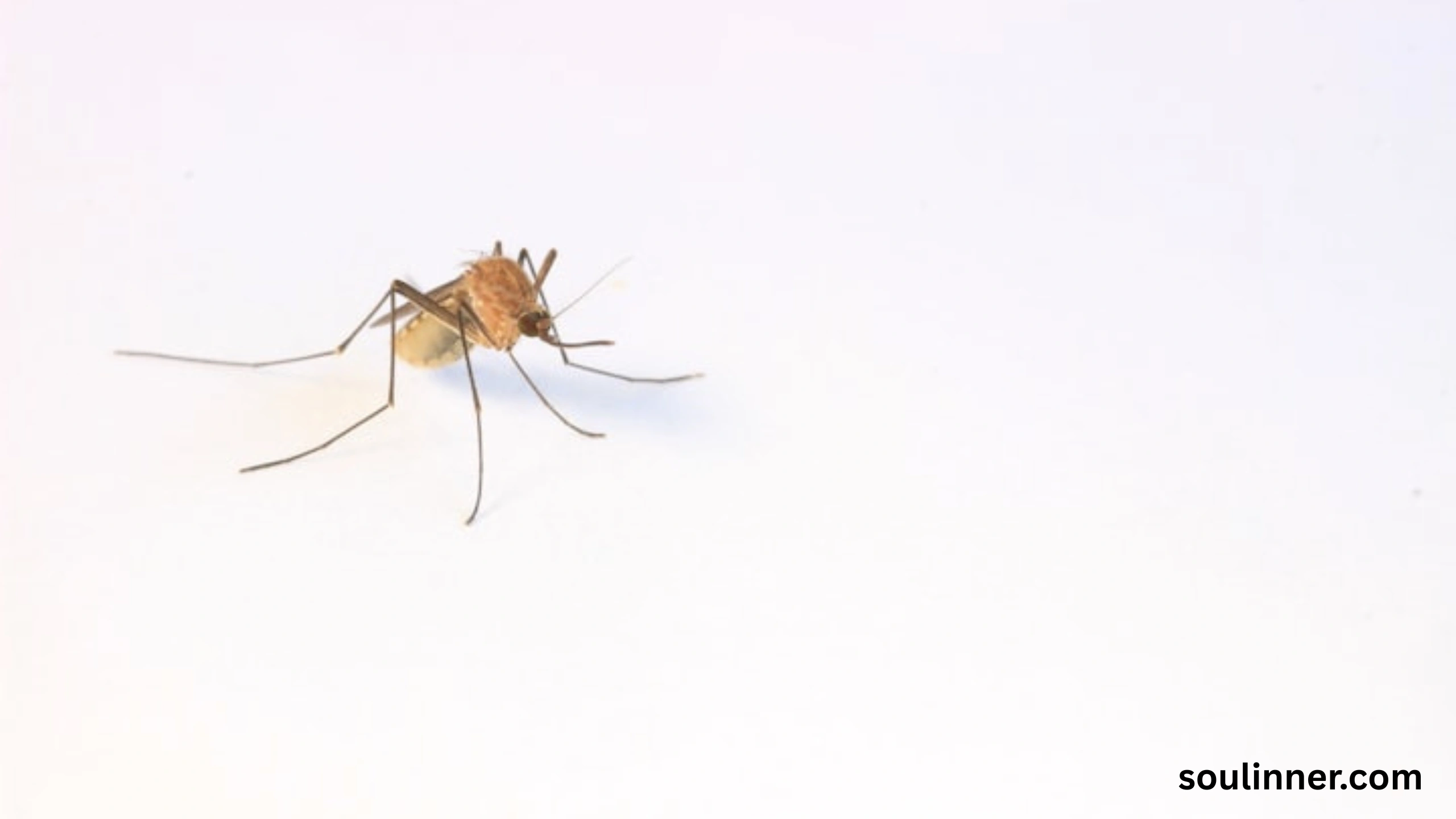 spiritual meaning of gnats in your house