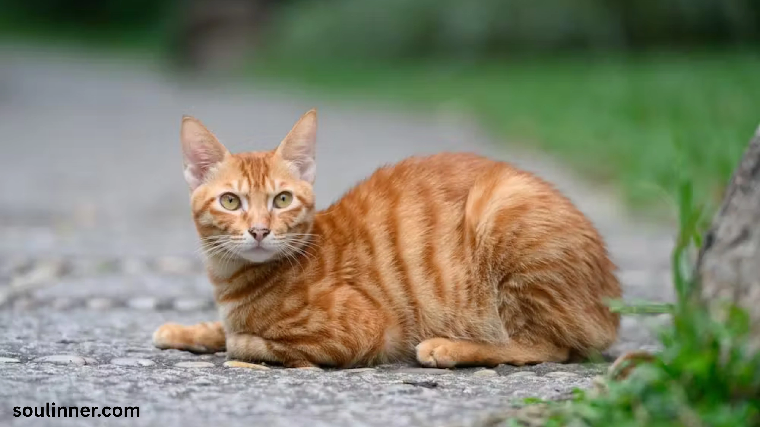 spiritual meaning of orange cat