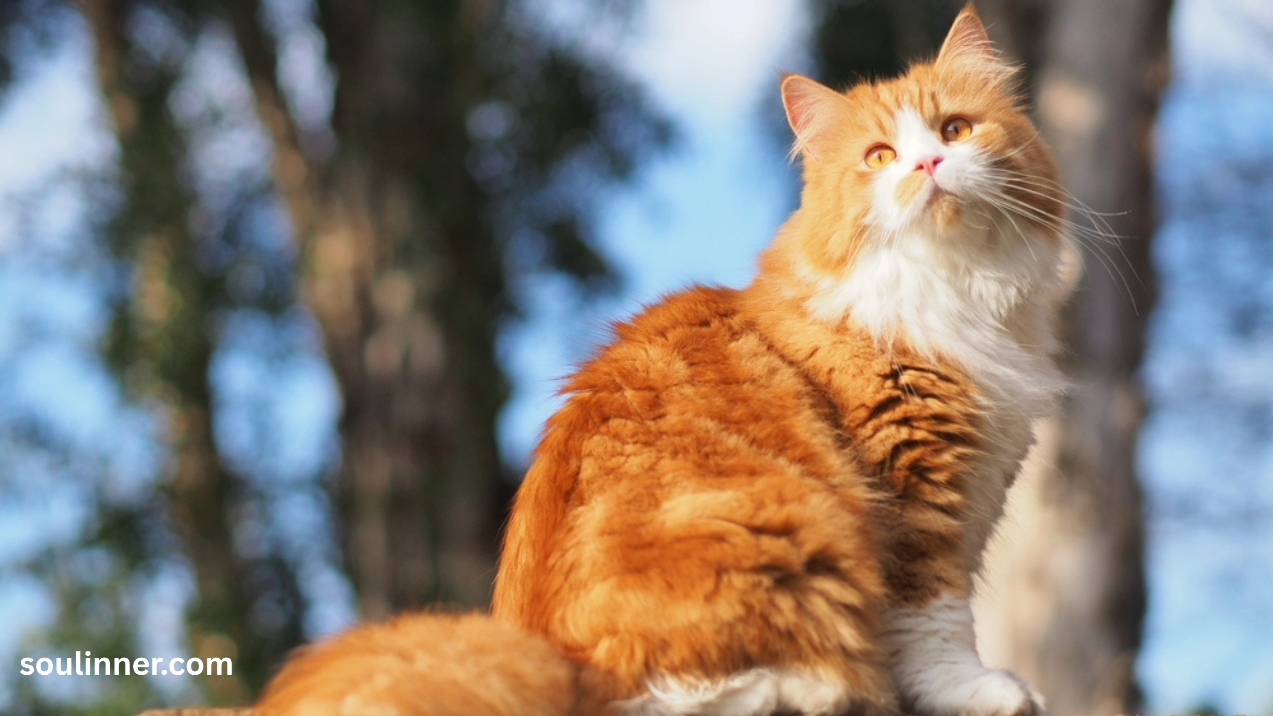 spiritual meaning of orange cat
