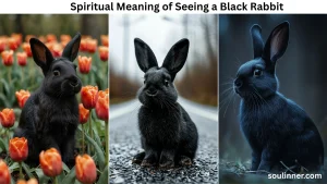 spiritual meaning of seeing a black rabbit