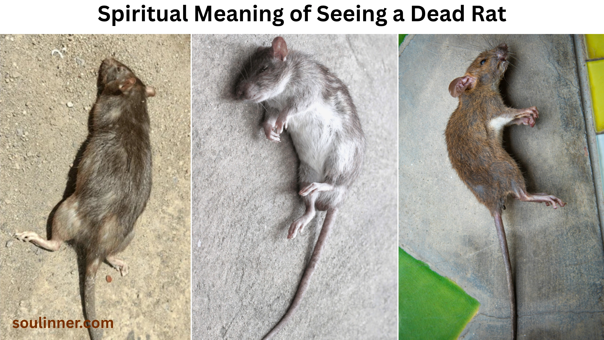 spiritual meaning of seeing a dead rat