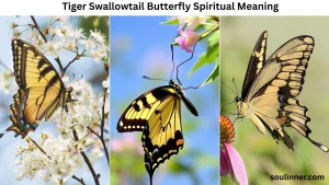 tiger swallowtail butterfly spiritual meaning