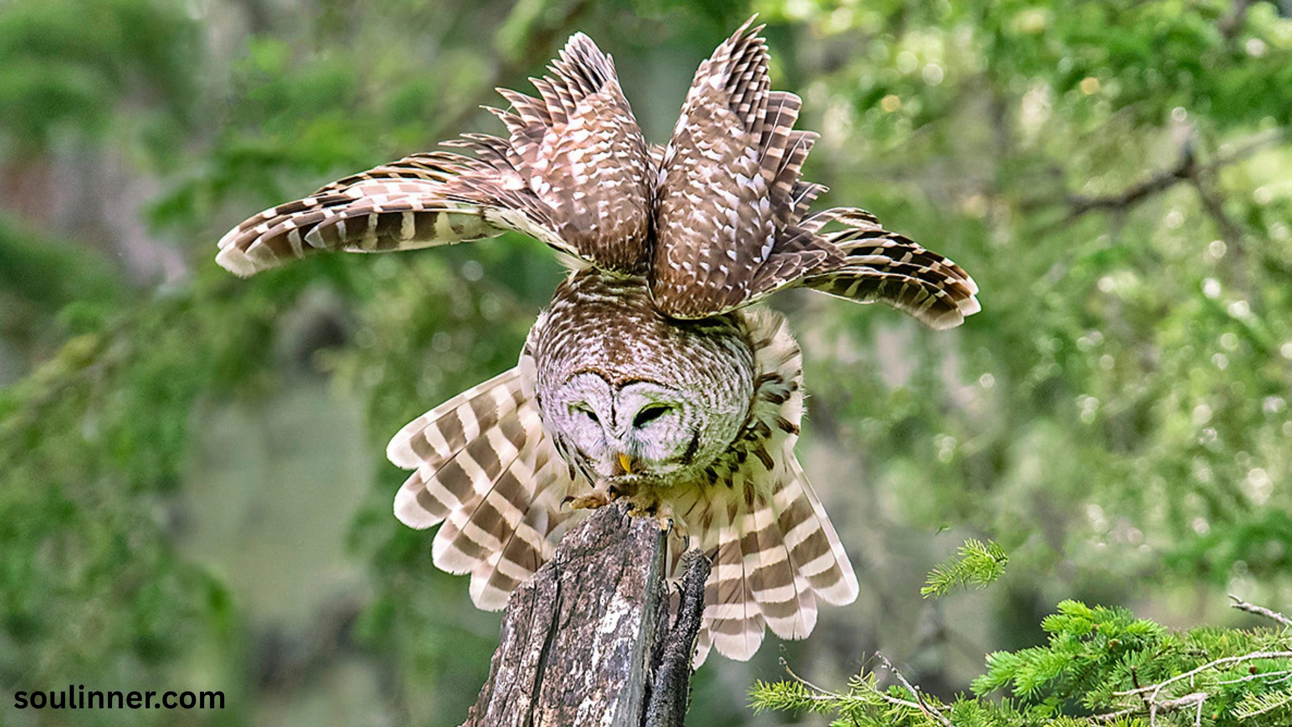 Barred Owl Spiritual Meaning