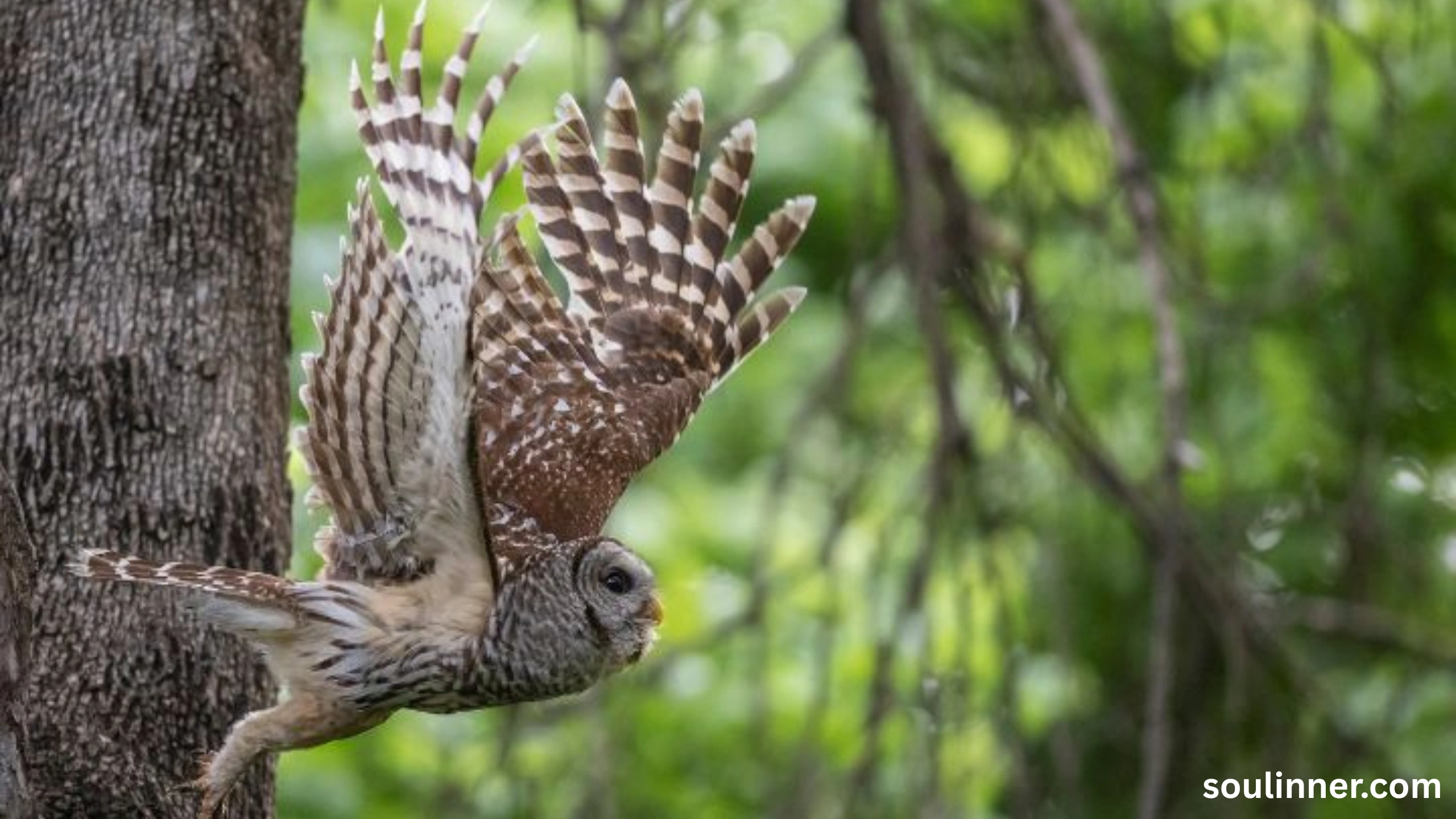 Barred Owl Spiritual Meaning