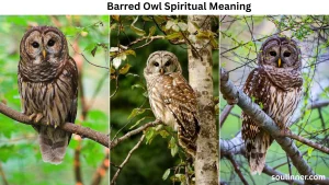 Barred Owl Spiritual Meaning