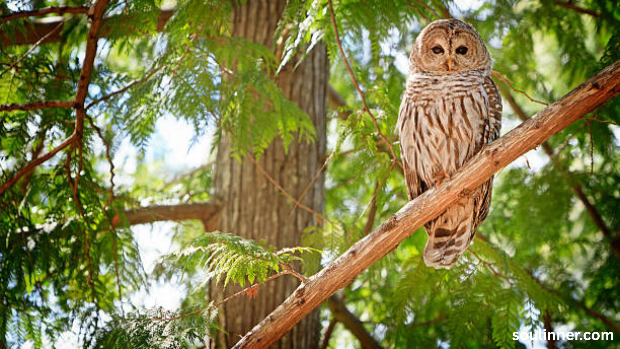 Barred Owl Spiritual Meaning