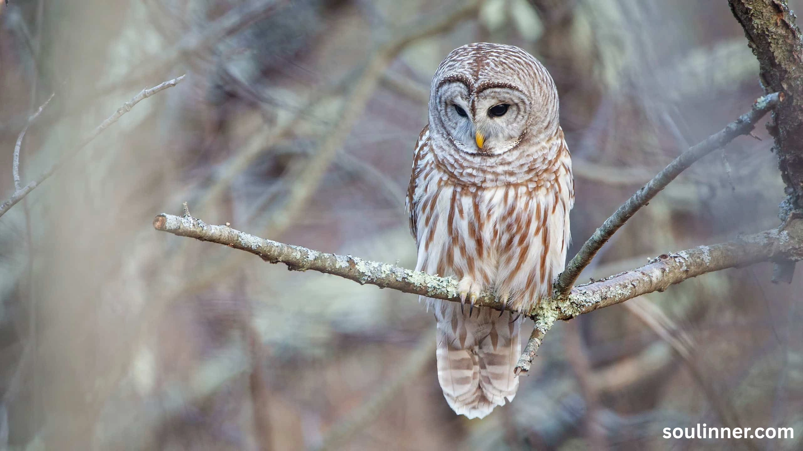 Barred Owl Spiritual Meaning