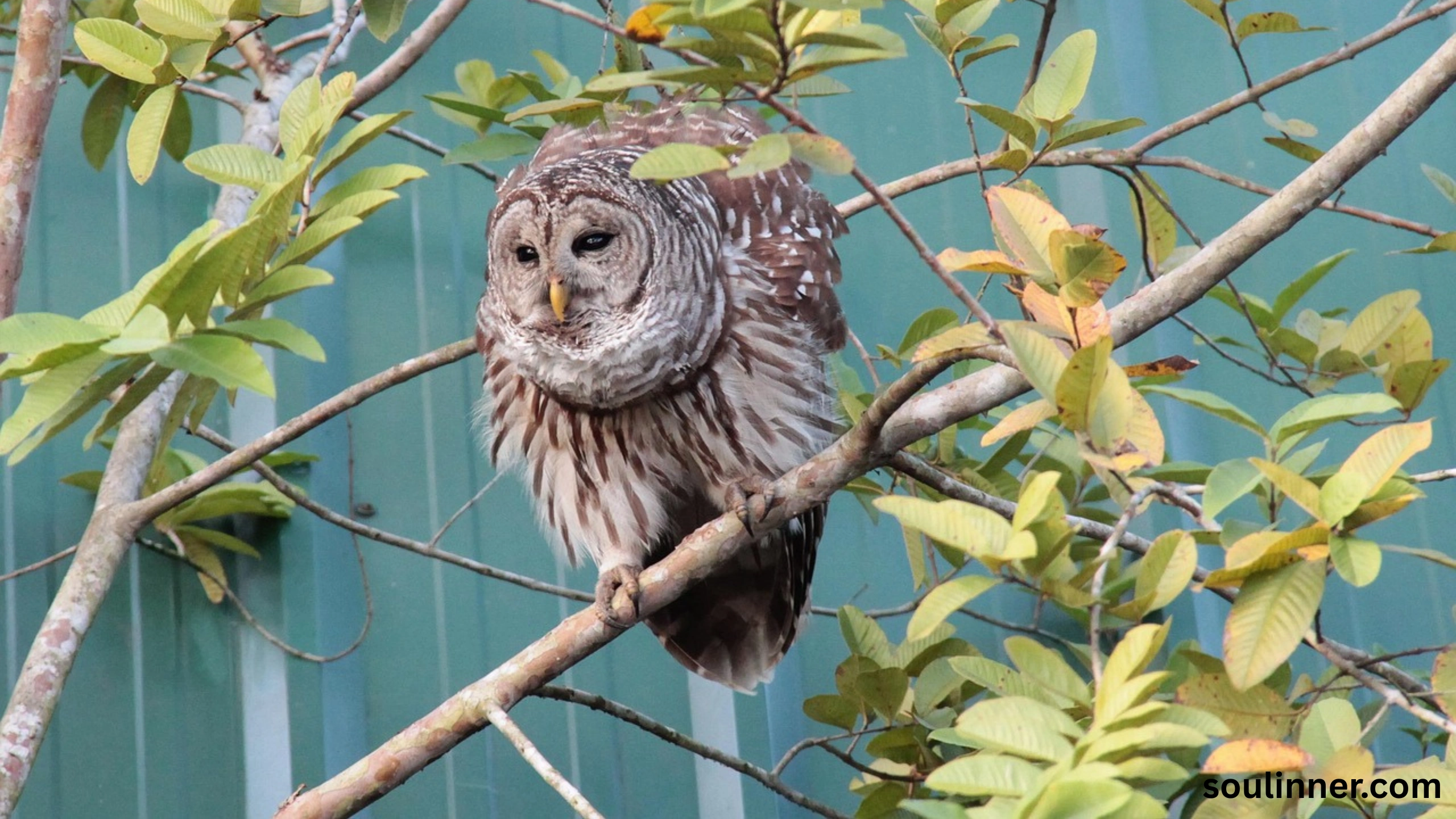 Barred Owl Spiritual Meaning