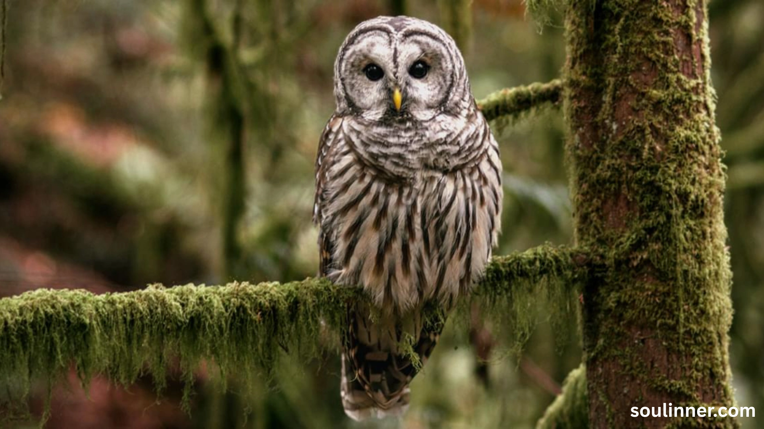 Barred Owl Spiritual Meaning