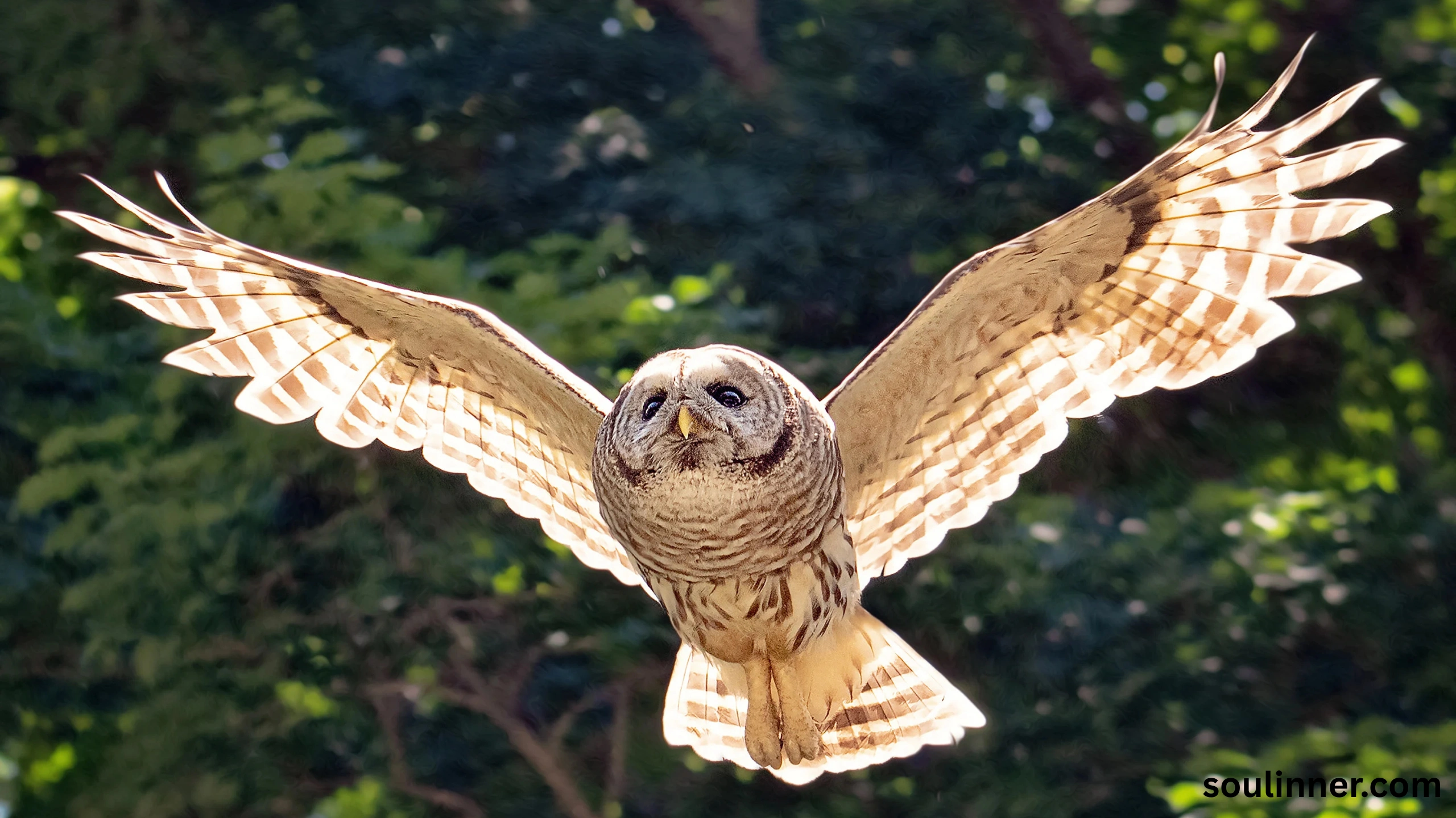 Barred Owl Spiritual Meaning