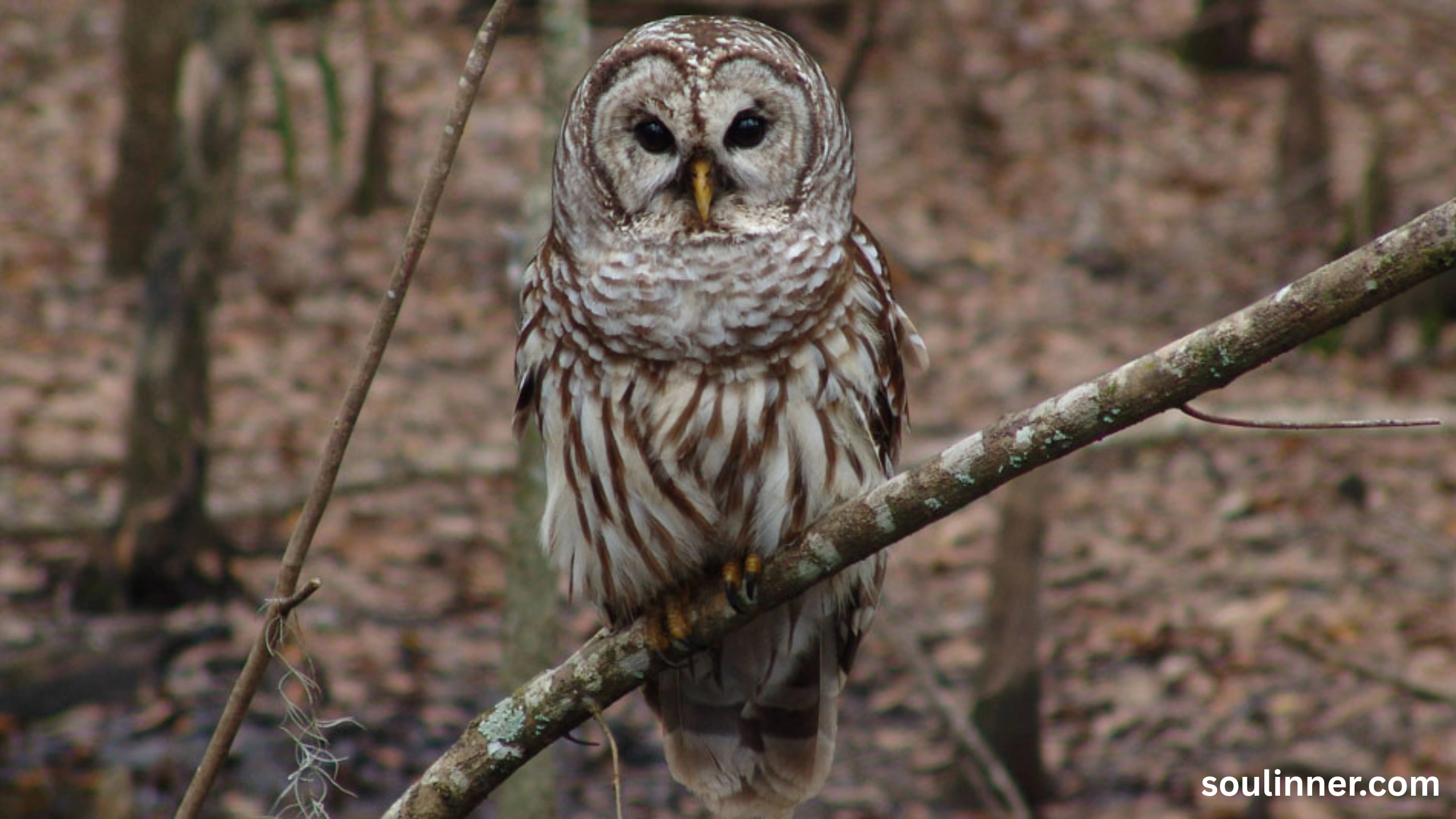 Barred Owl Spiritual Meaning