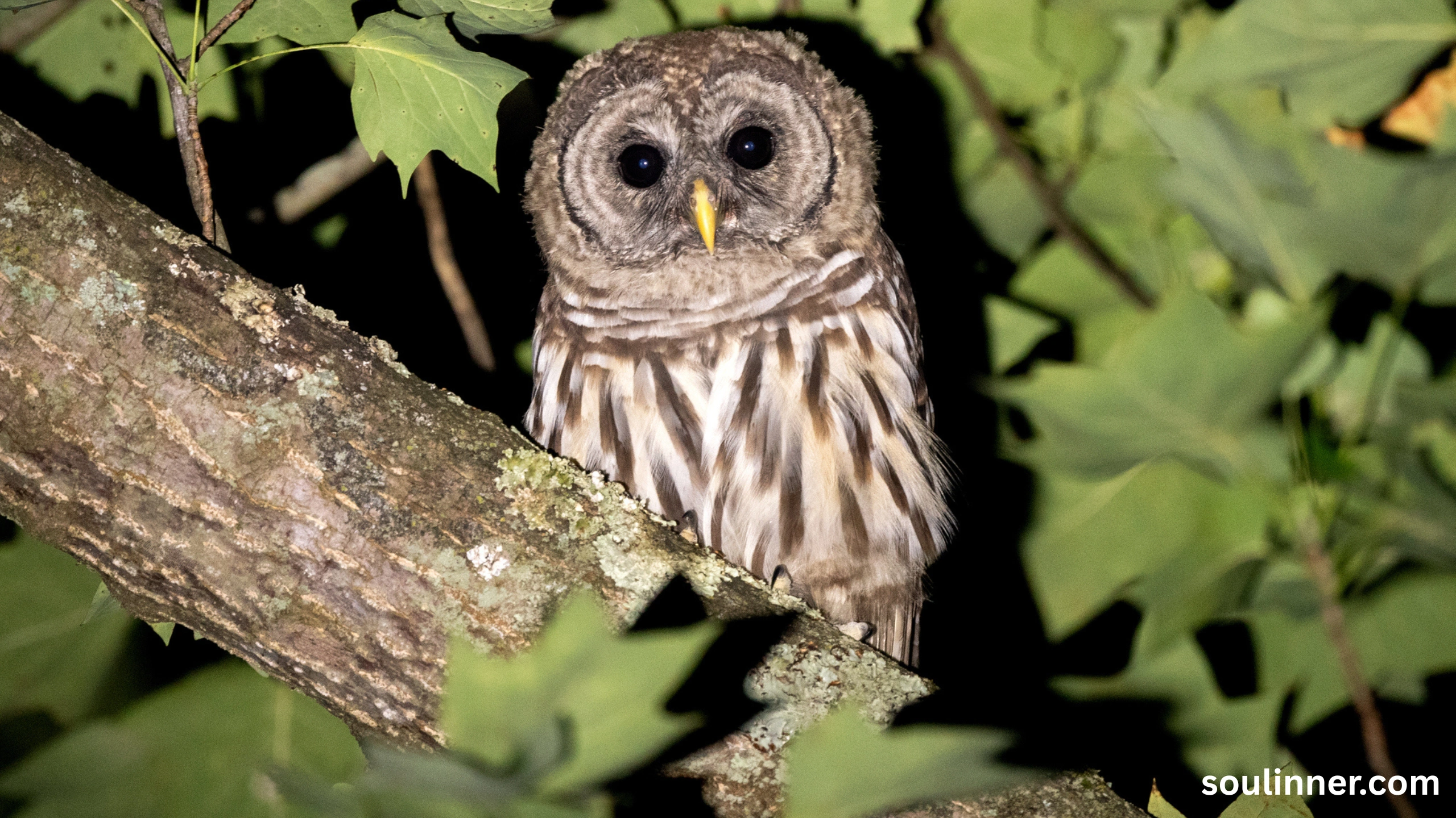 Barred Owl Spiritual Meaning