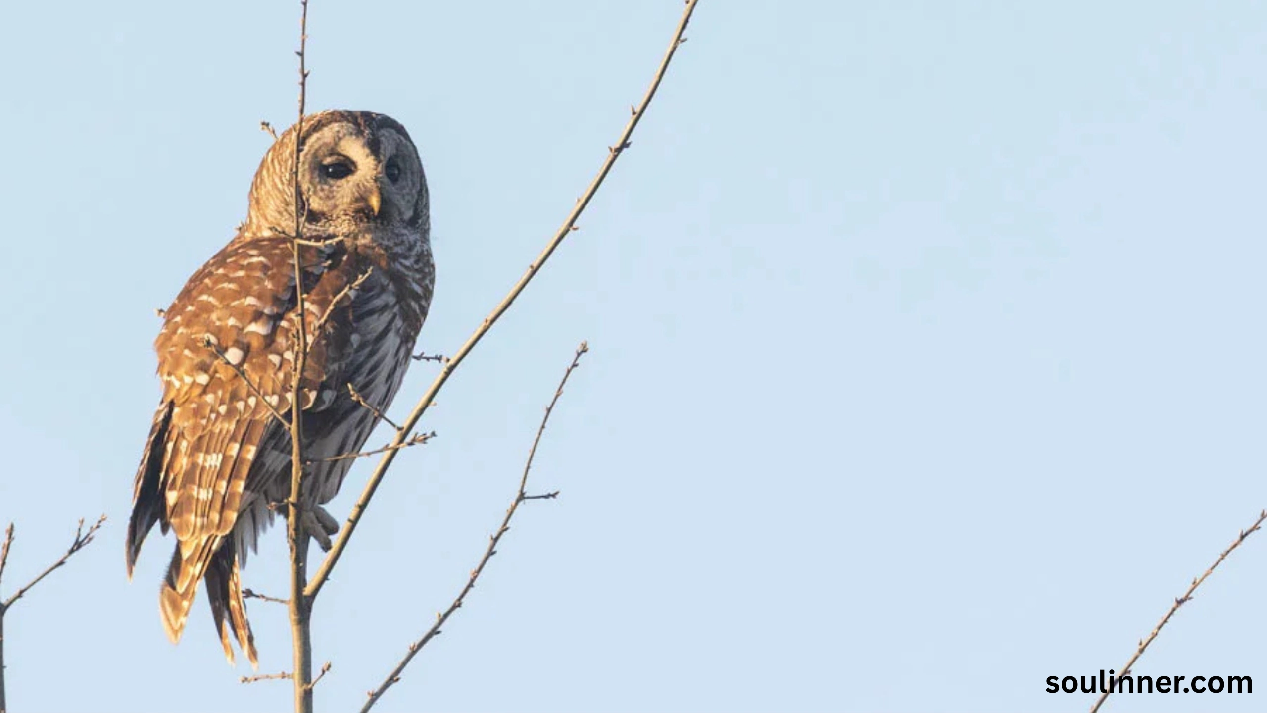 Barred Owl Spiritual Meaning
