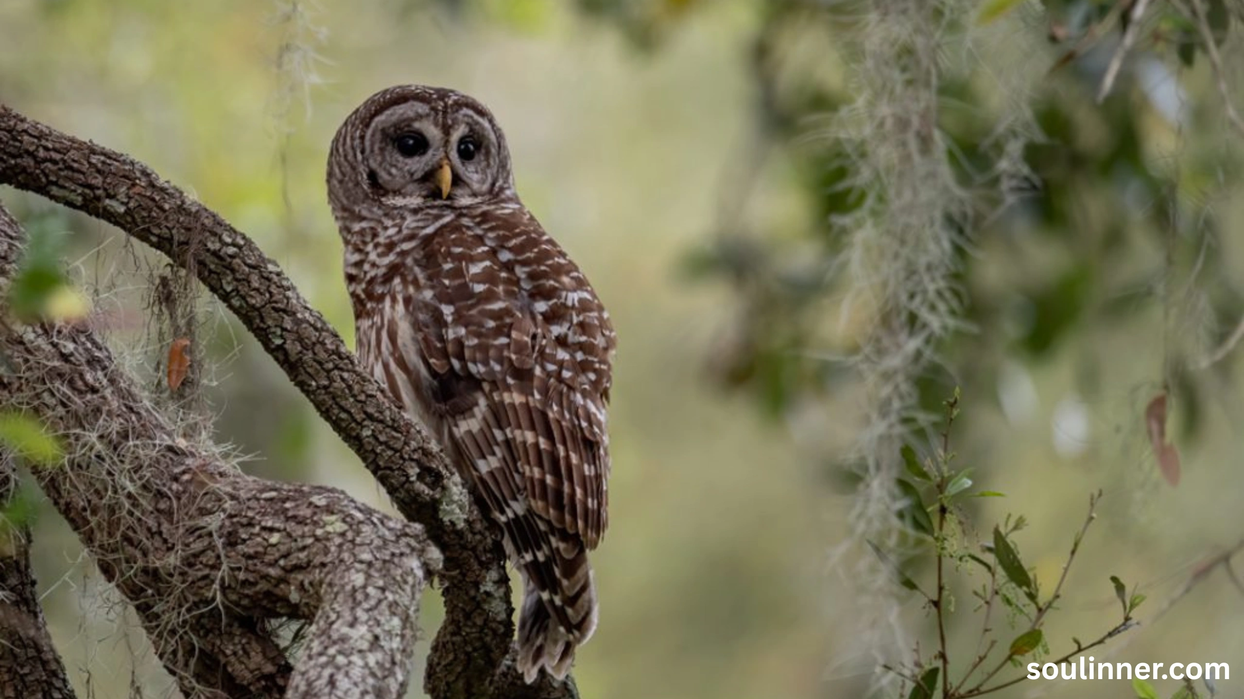 Barred Owl Spiritual Meaning