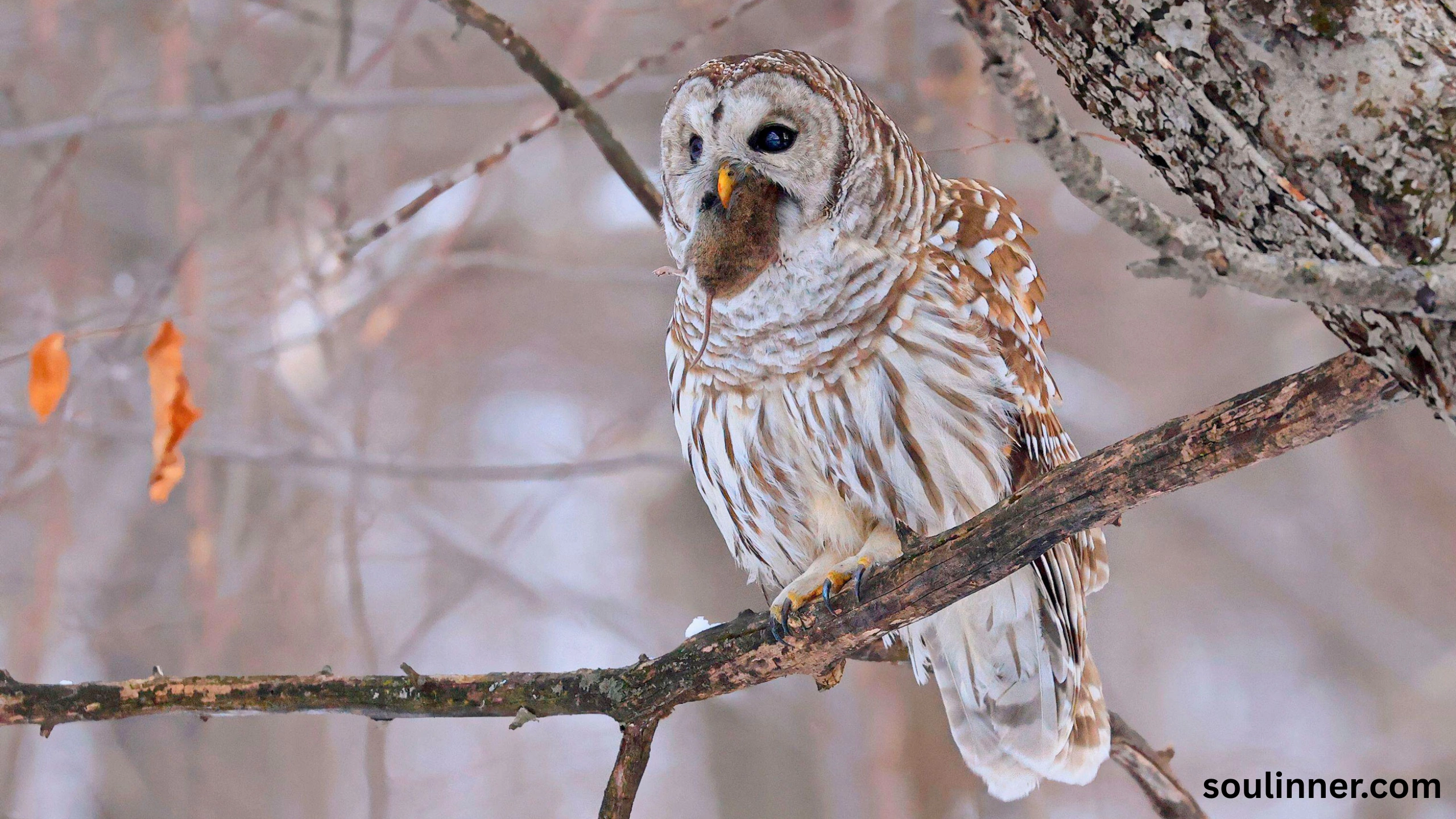 Barred Owl Spiritual Meaning