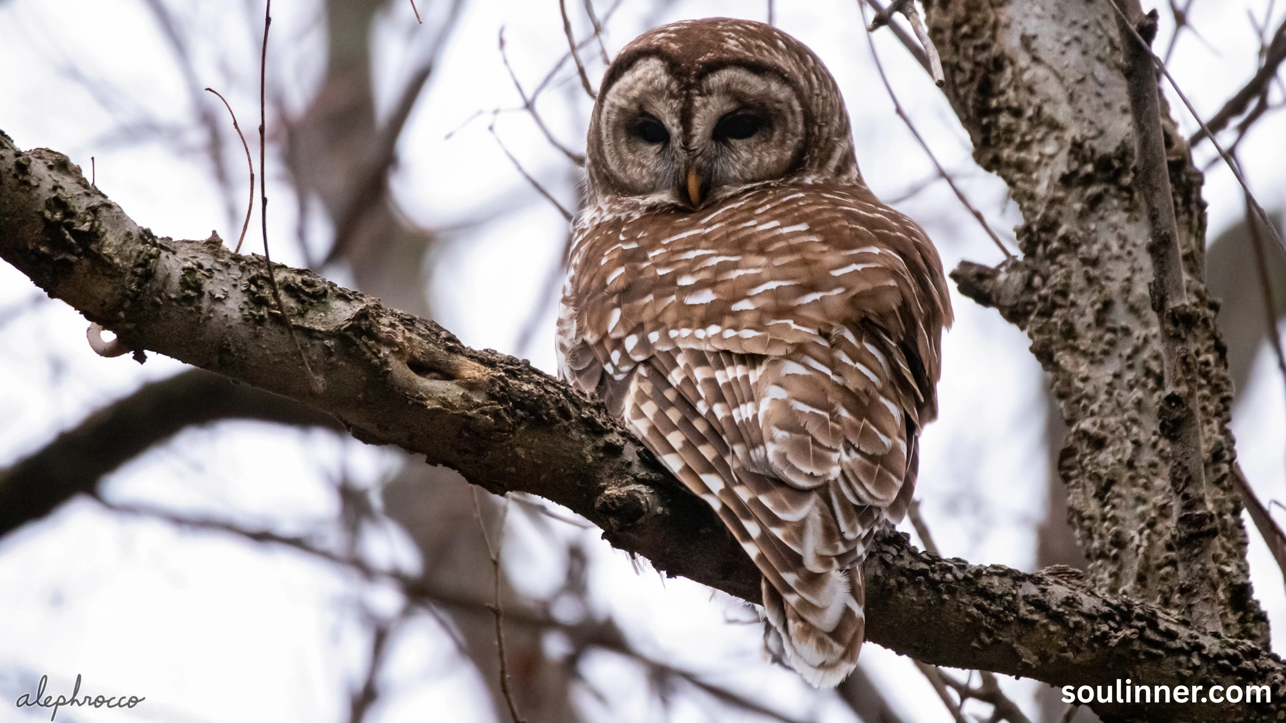Barred Owl Spiritual Meaning