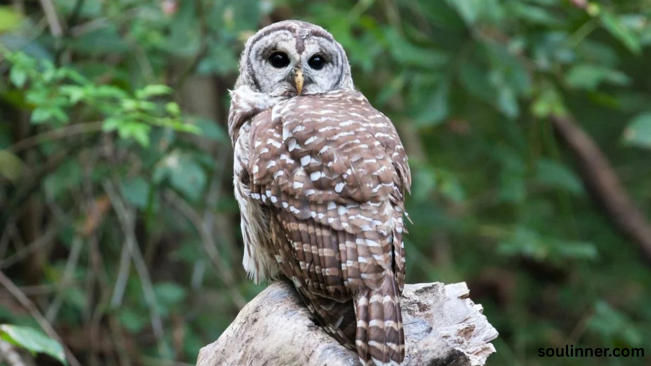 Barred Owl Spiritual Meaning