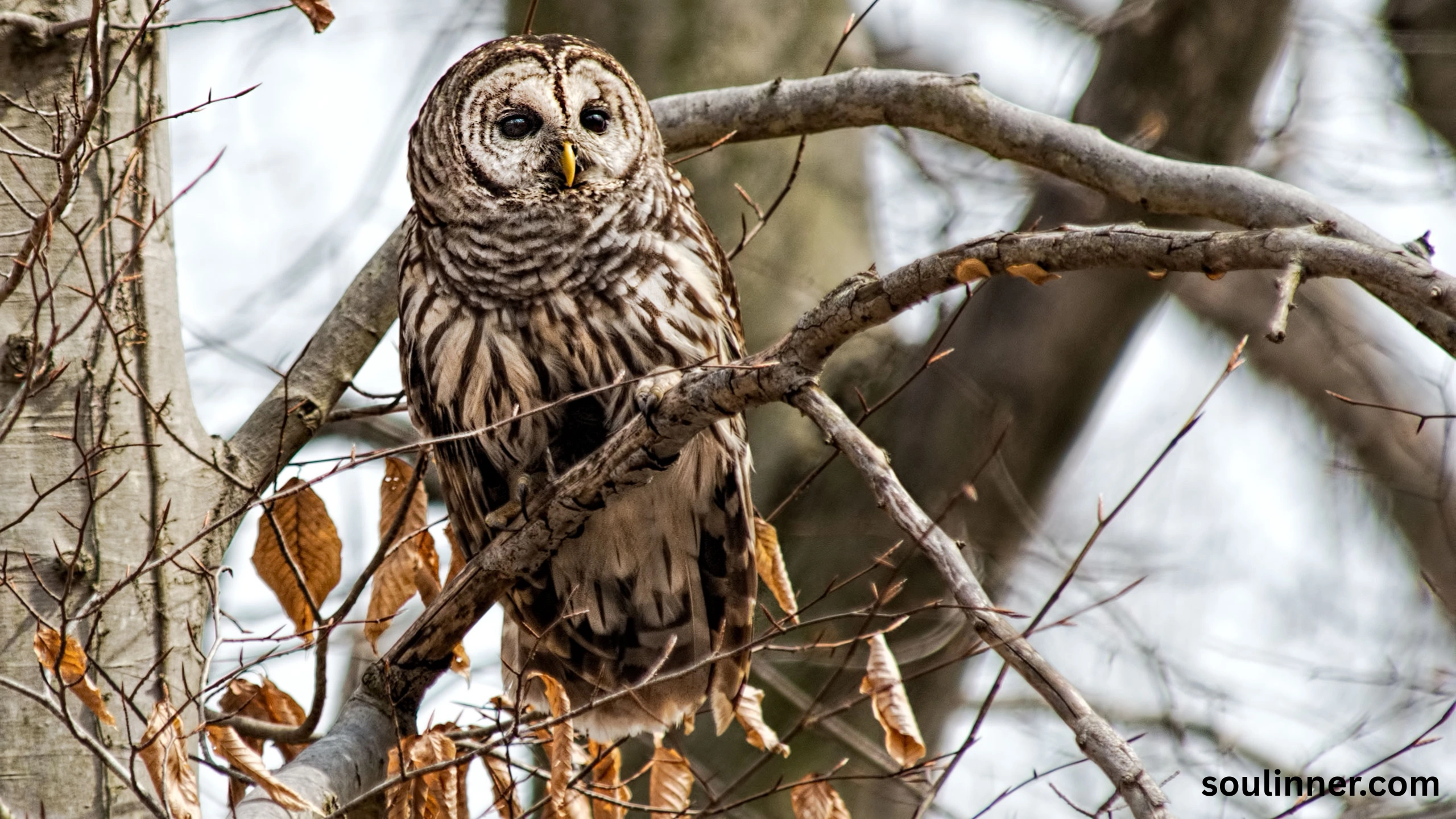 Barred Owl Spiritual Meaning