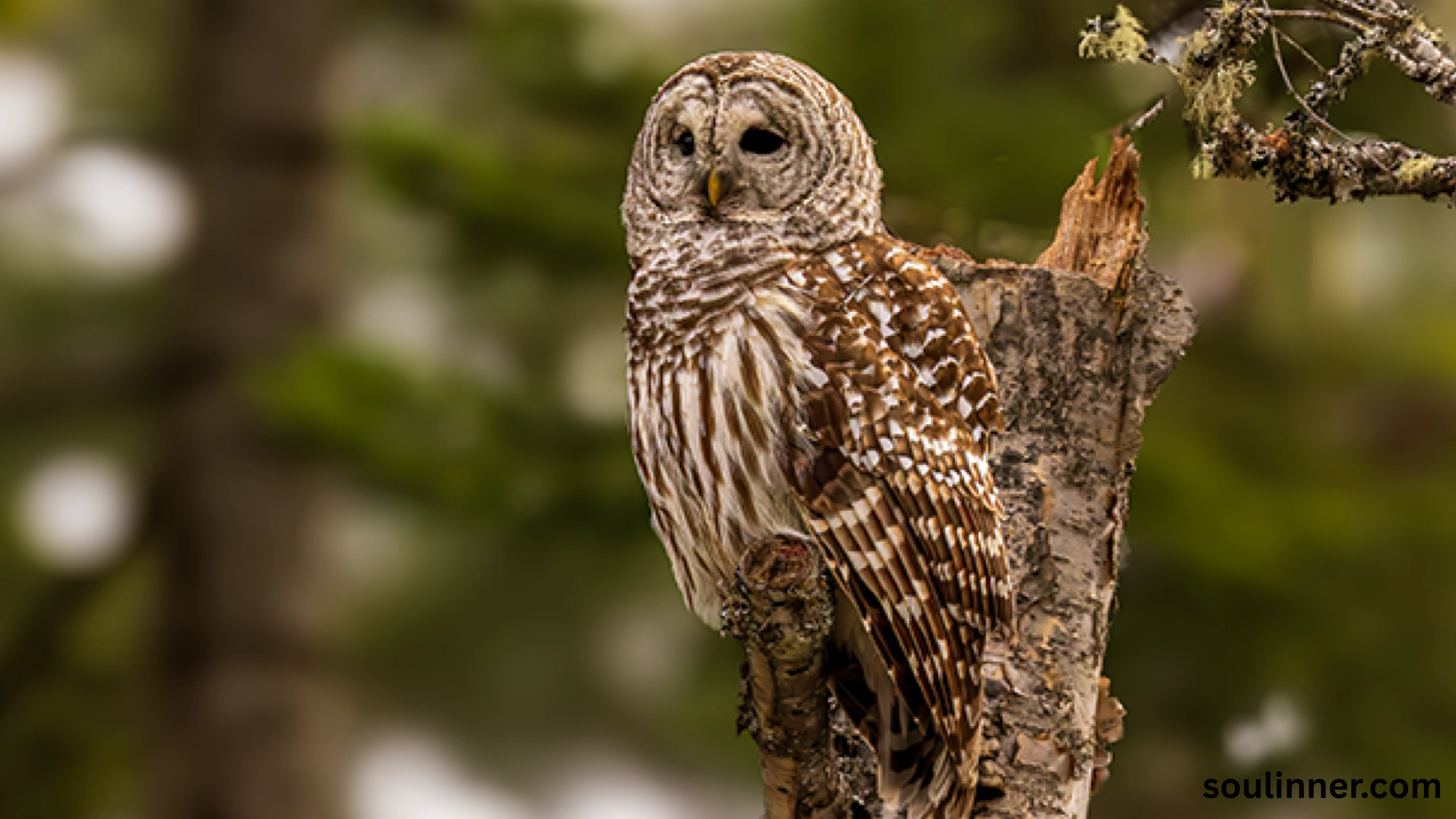 Barred Owl Spiritual Meaning