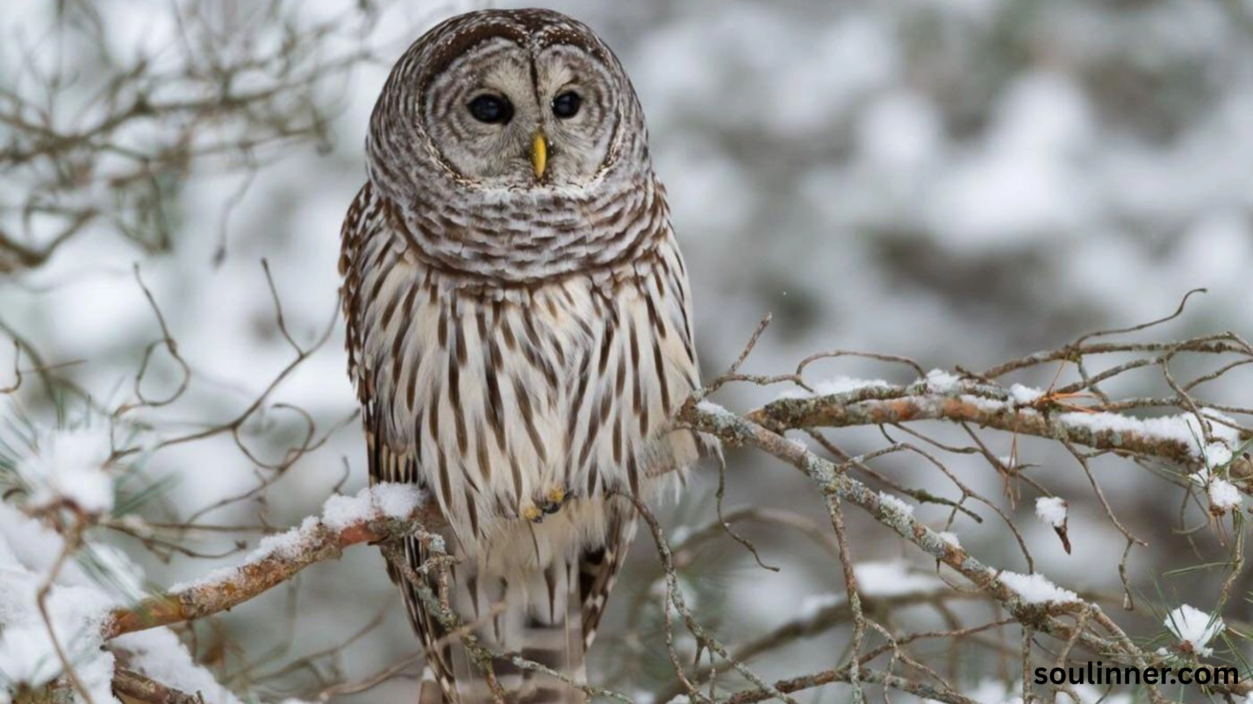 Barred Owl Spiritual Meaning