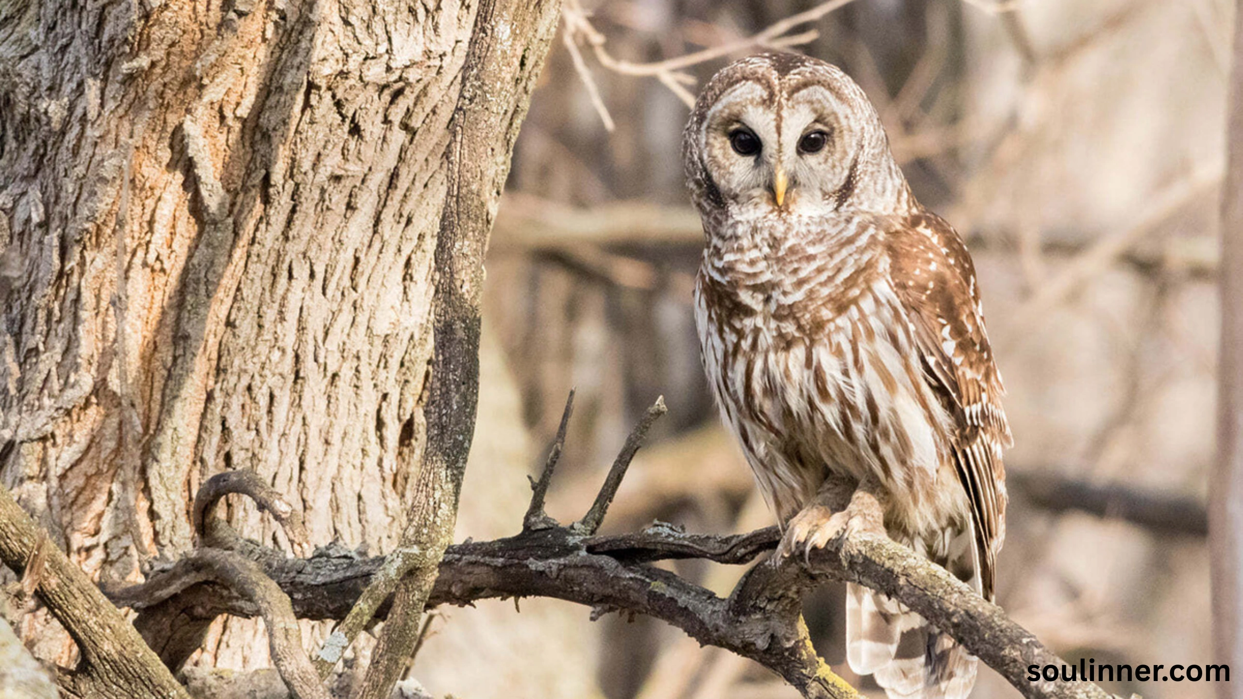 Barred Owl Spiritual Meaning