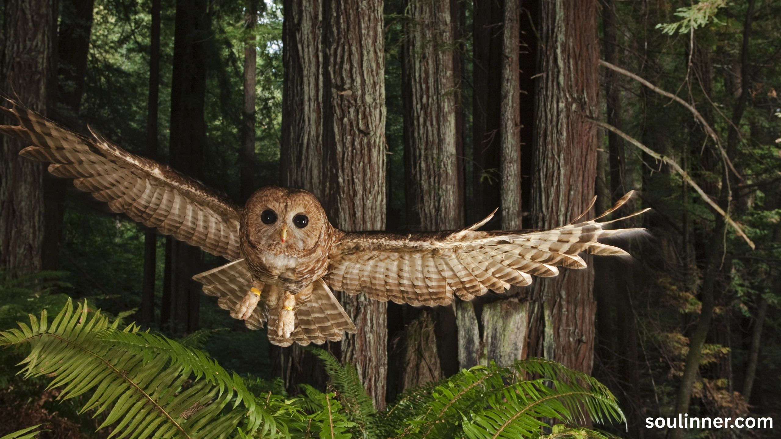 Barred Owl Spiritual Meaning