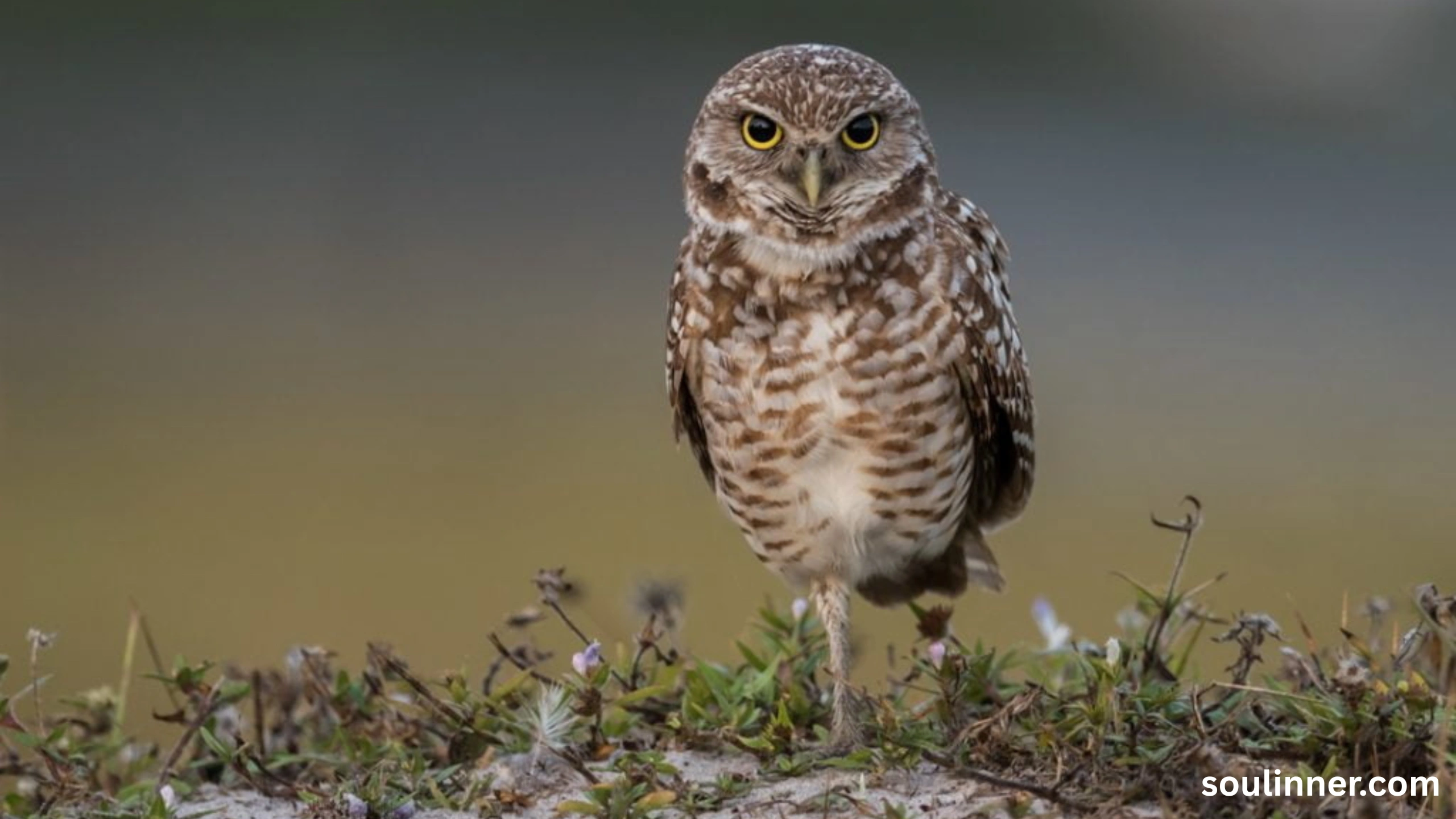 Barred Owl Spiritual Meaning