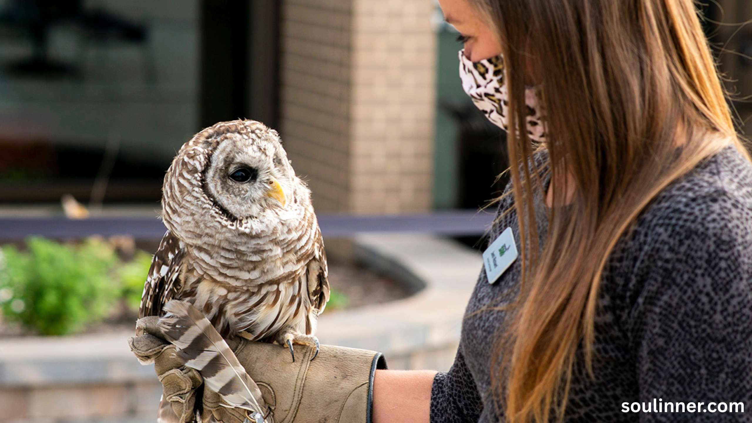Barred Owl Spiritual Meaning