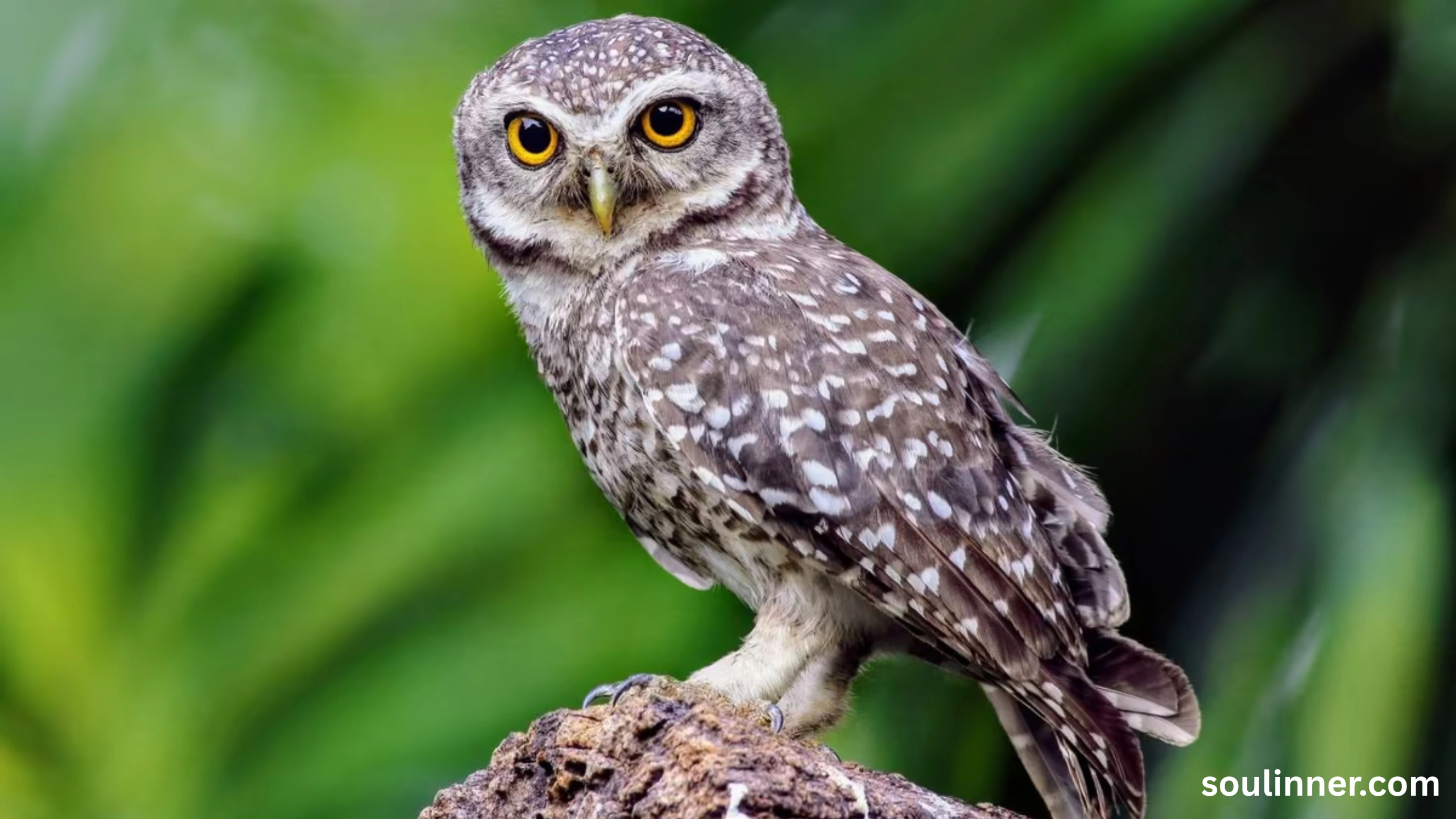 Barred Owl Spiritual Meaning