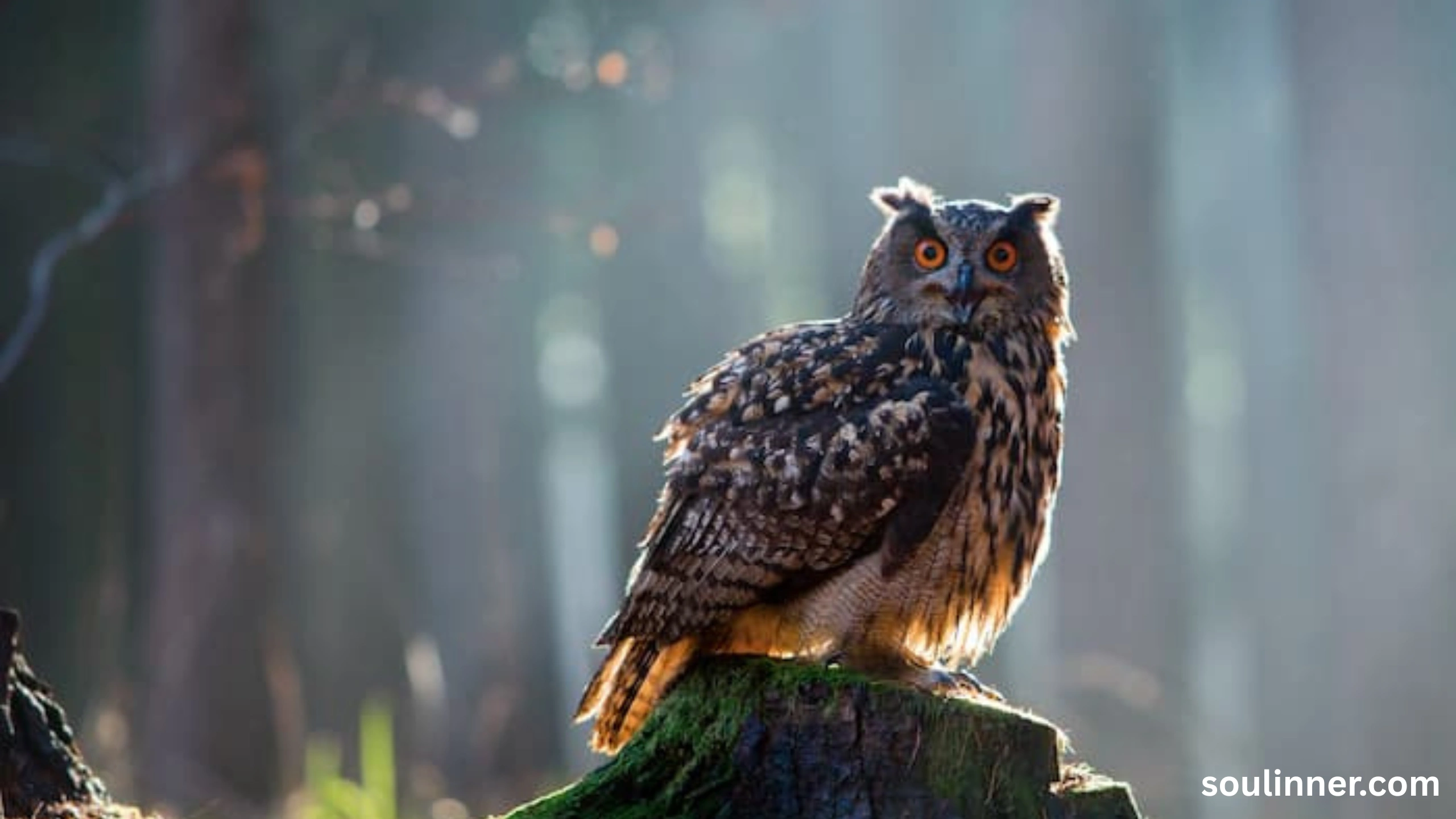 Barred Owl Spiritual Meaning