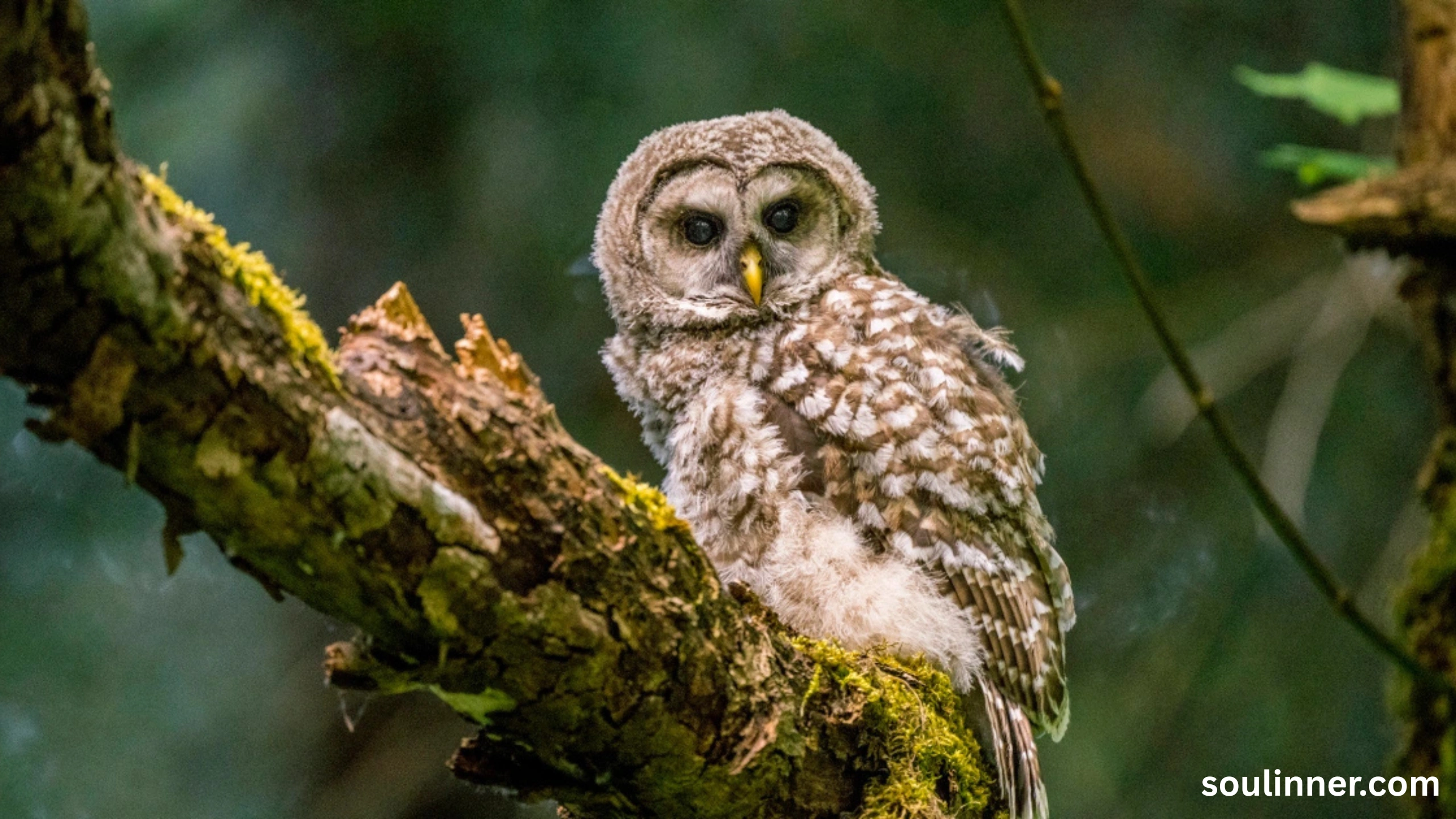 Barred Owl Spiritual Meaning
