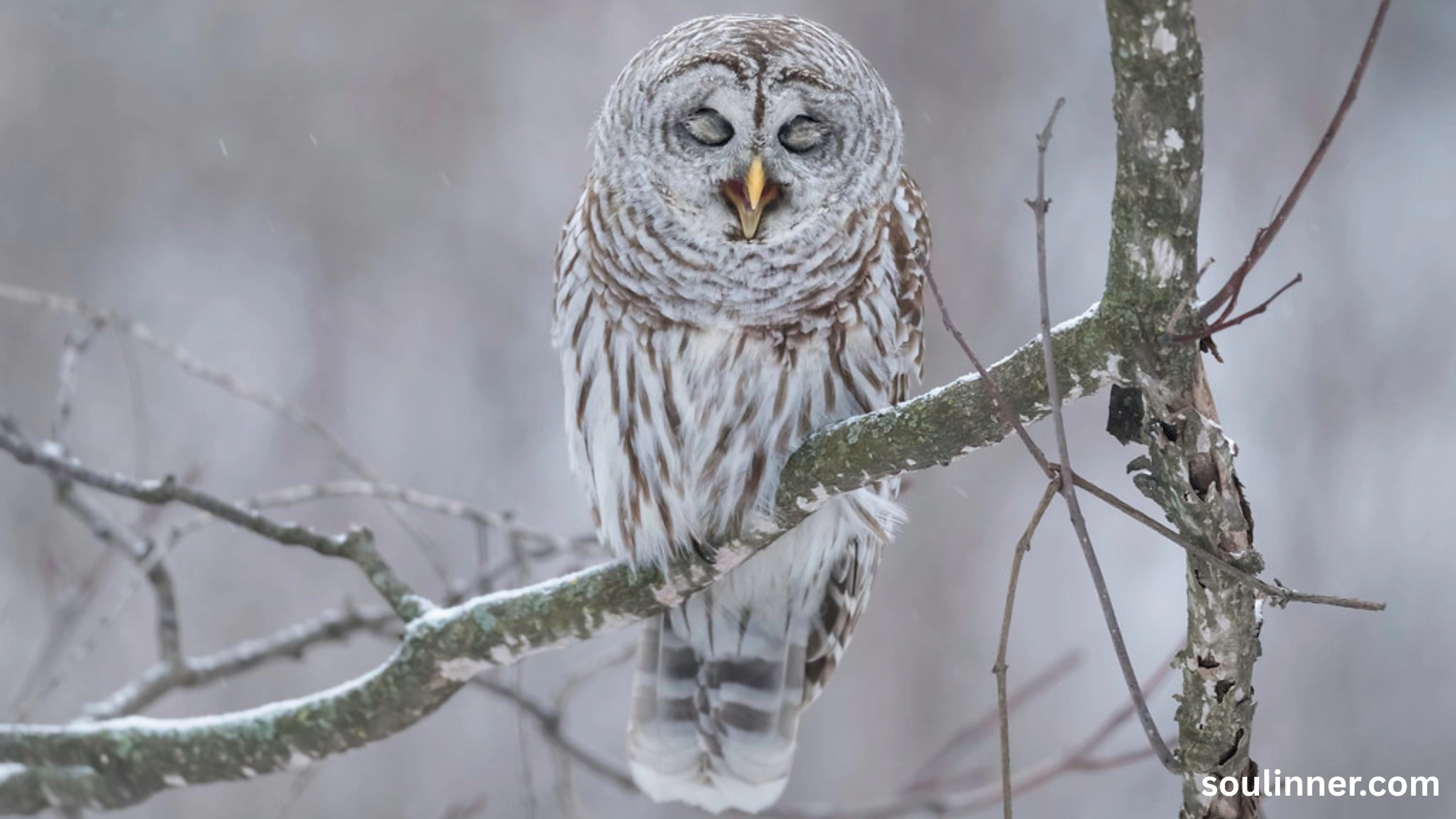 Barred Owl Spiritual Meaning