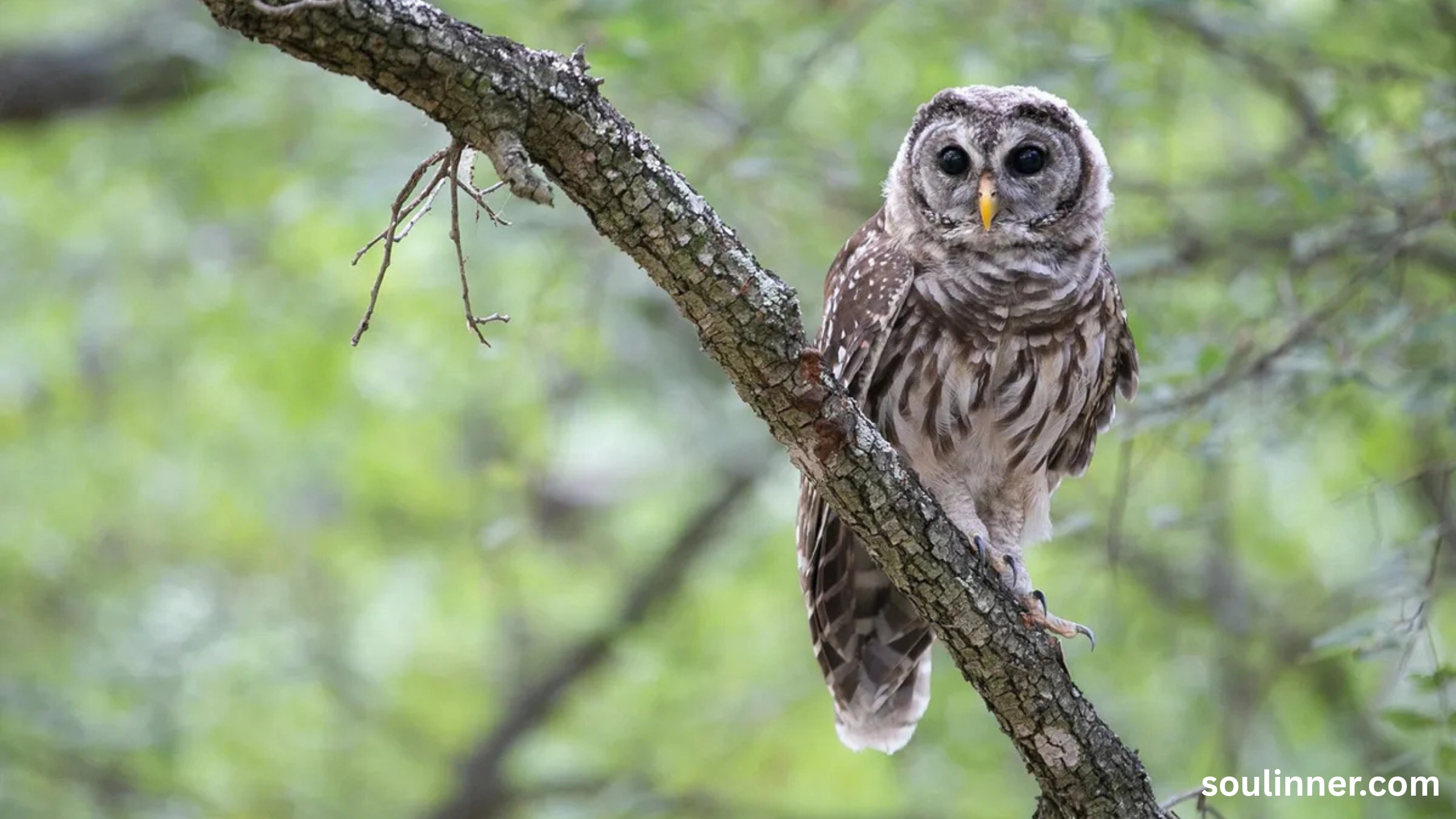 Barred Owl Spiritual Meaning