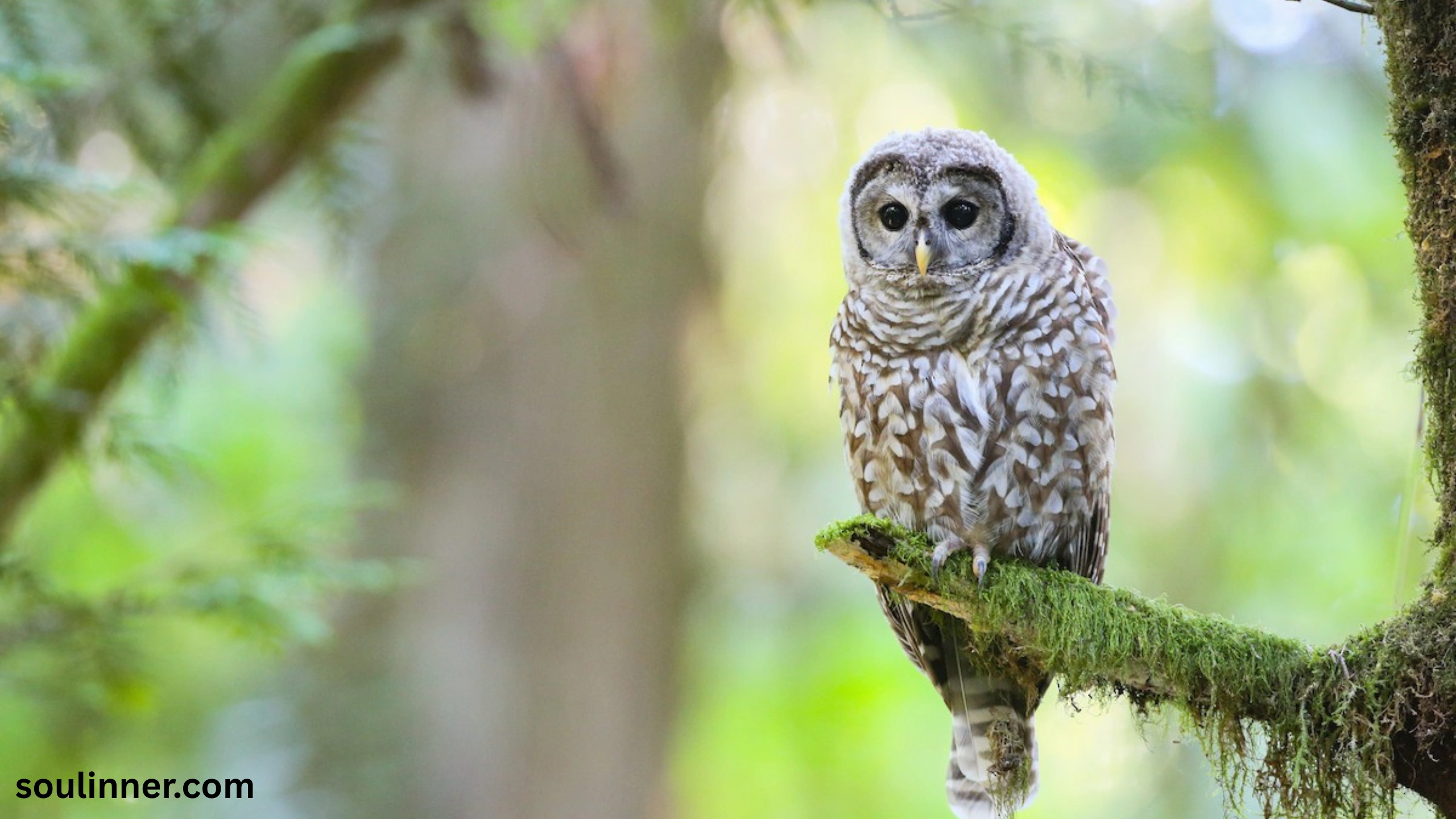 Barred Owl Spiritual Meaning